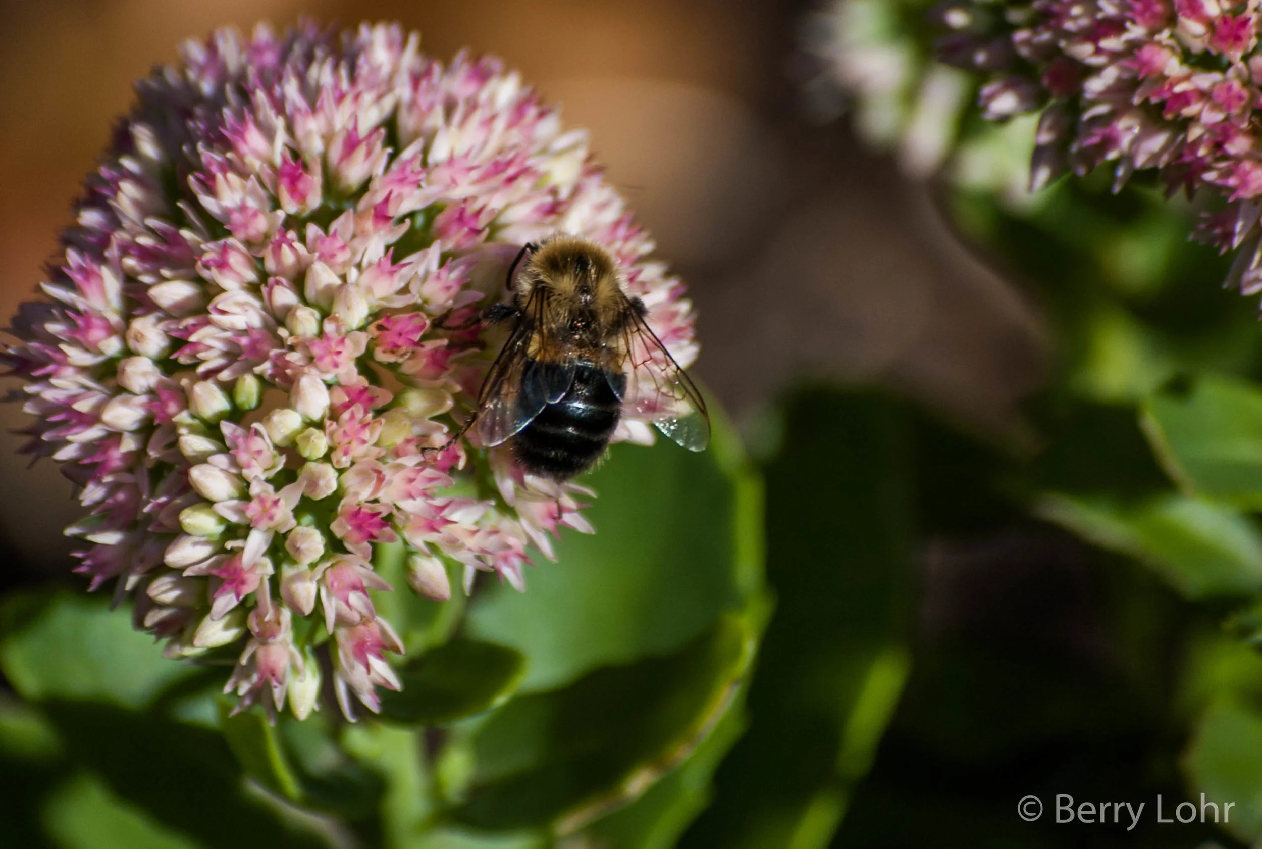 Bee 1