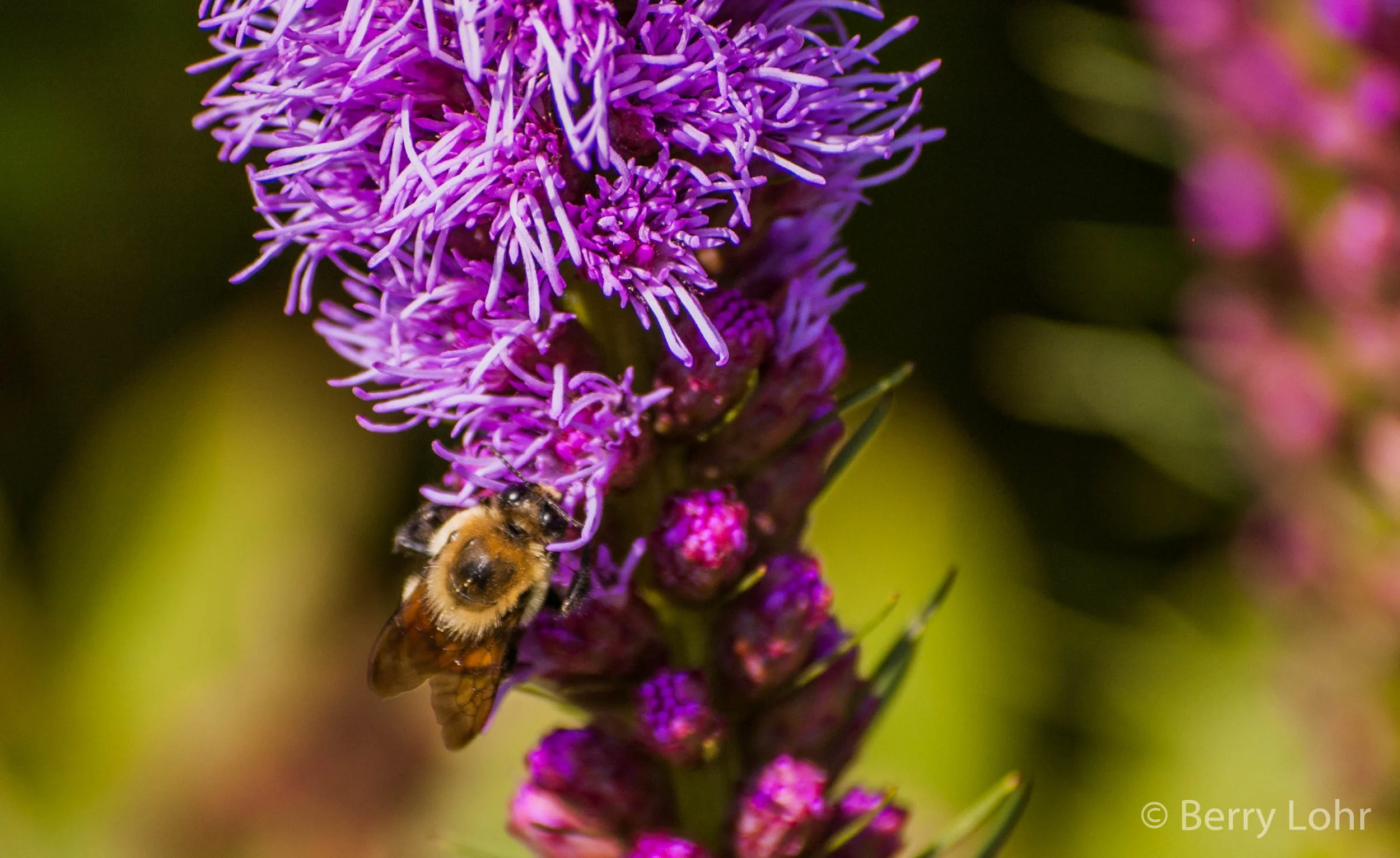 Bee 3