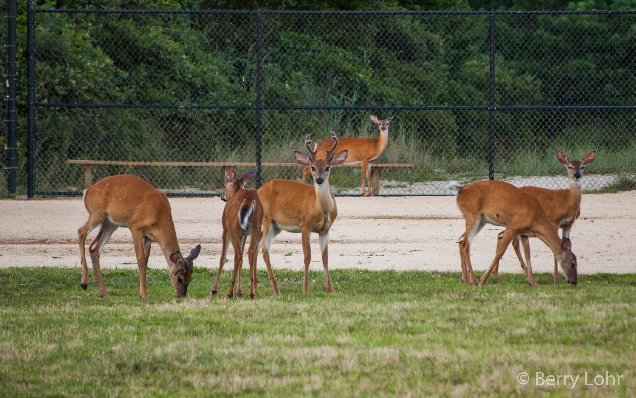Deer 3