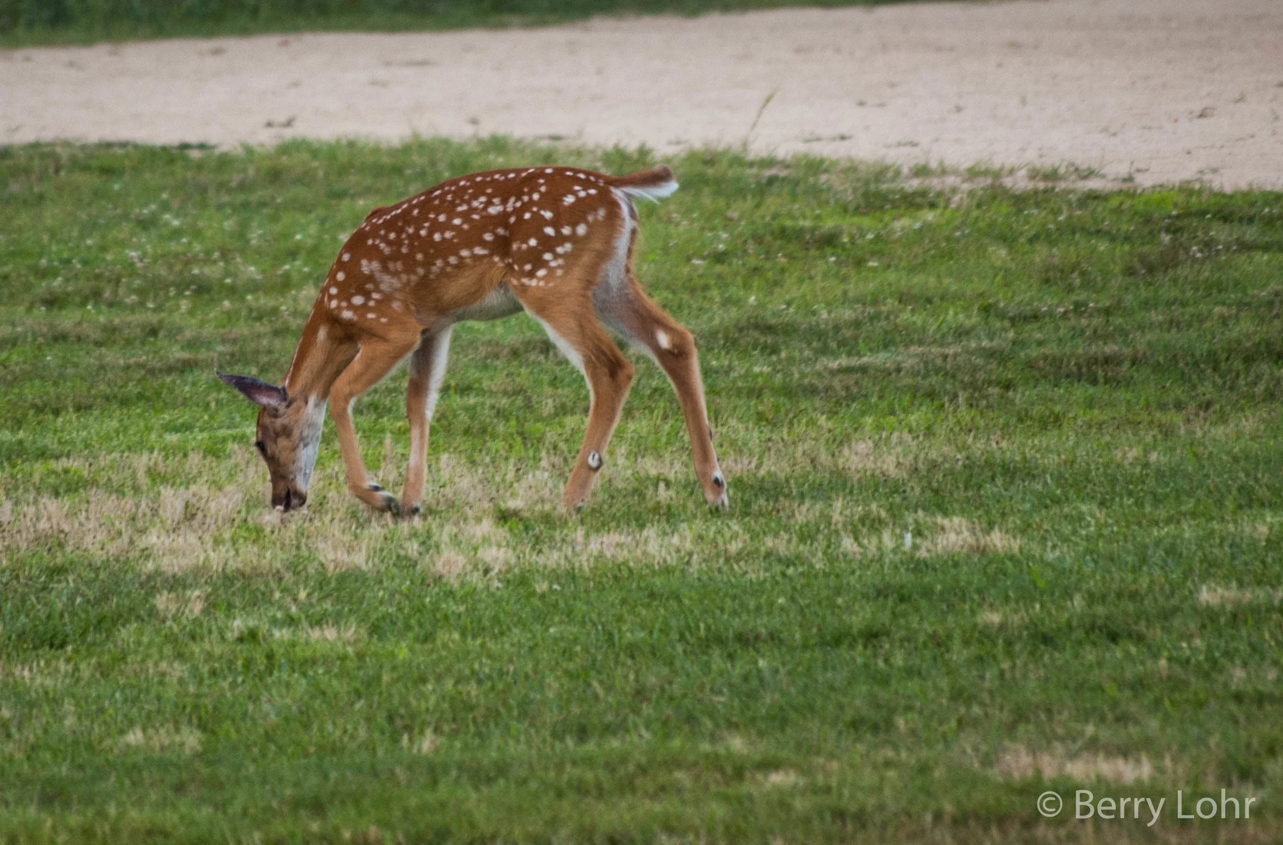 Deer 5