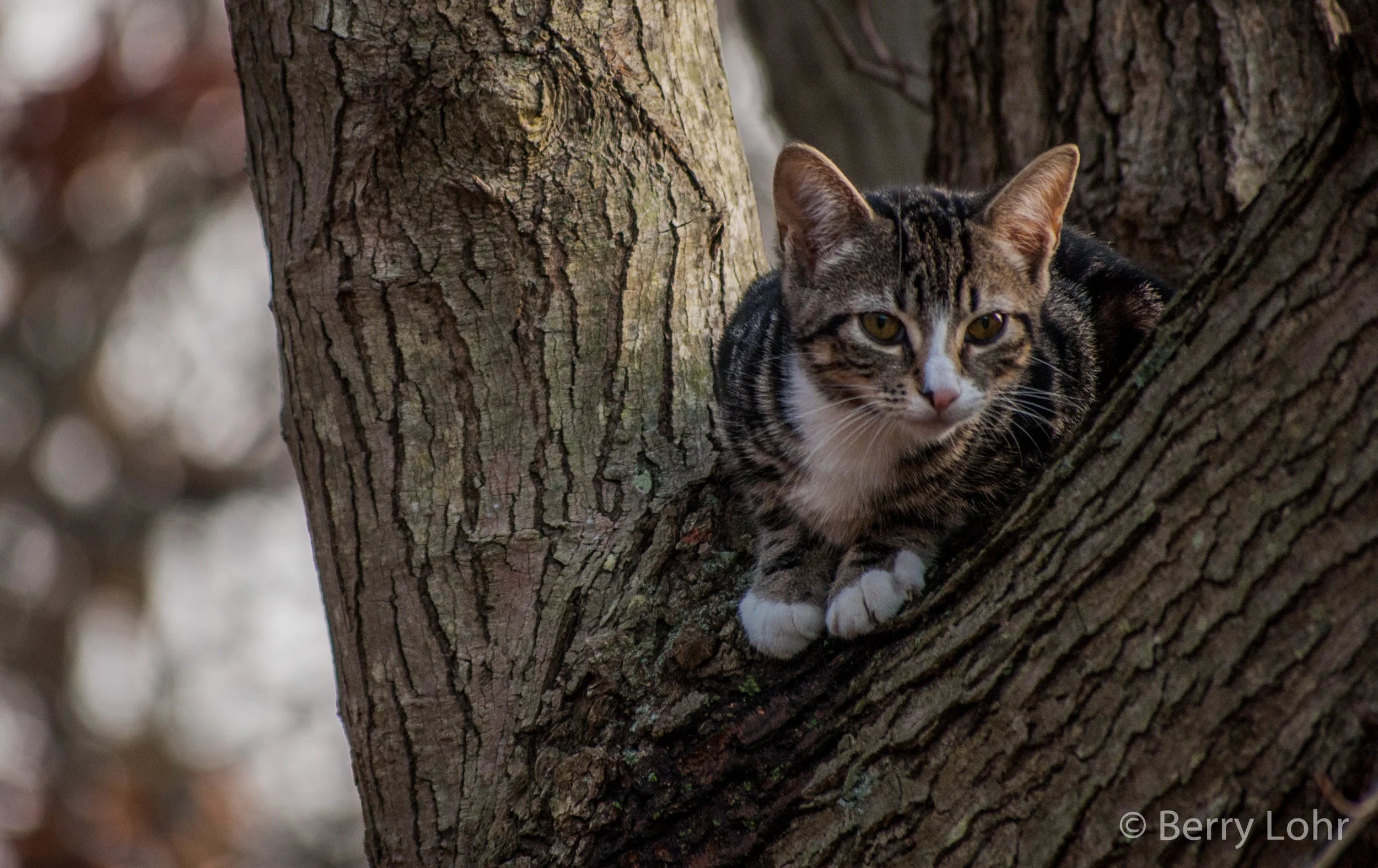 Kitten 1
