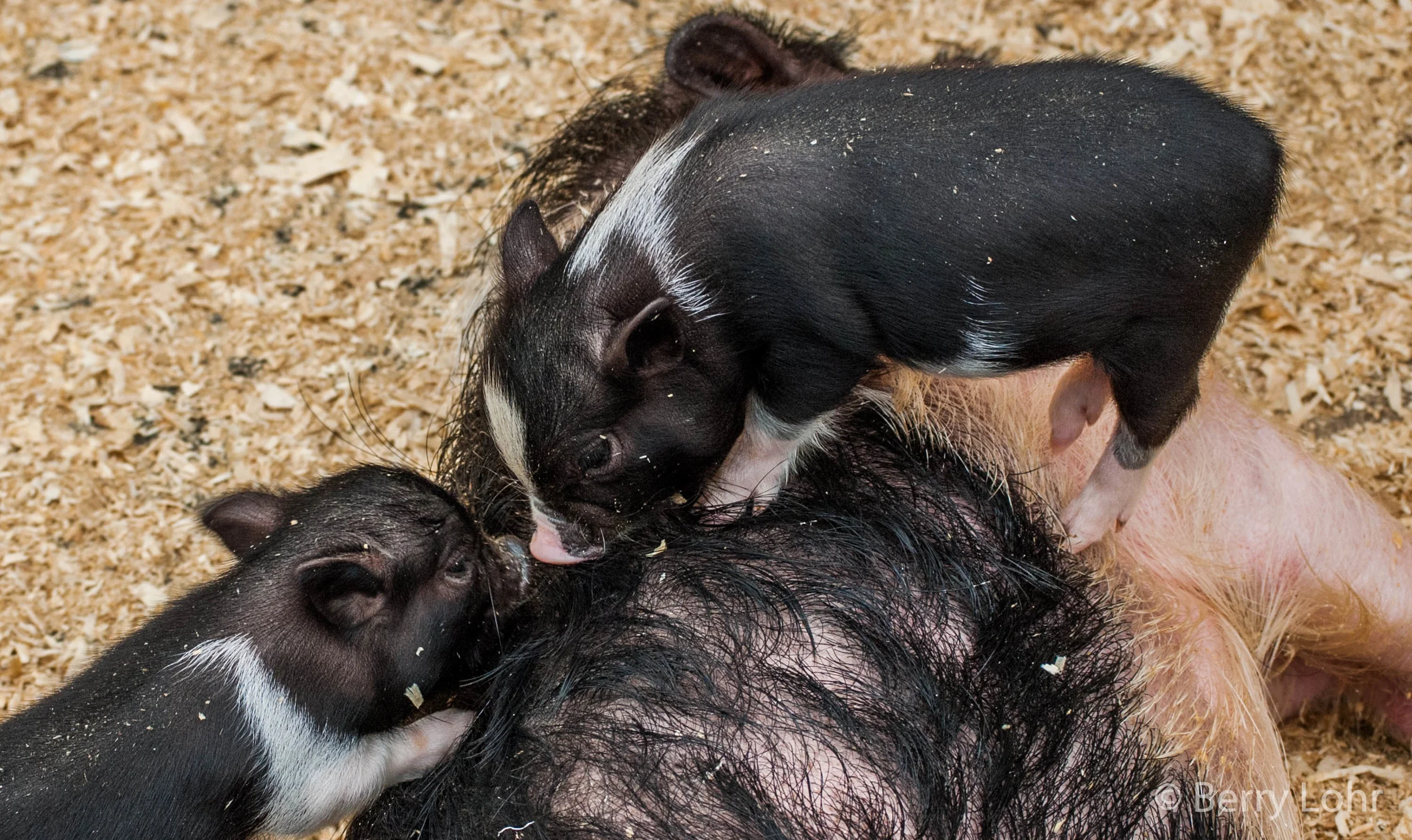 Pigs 3