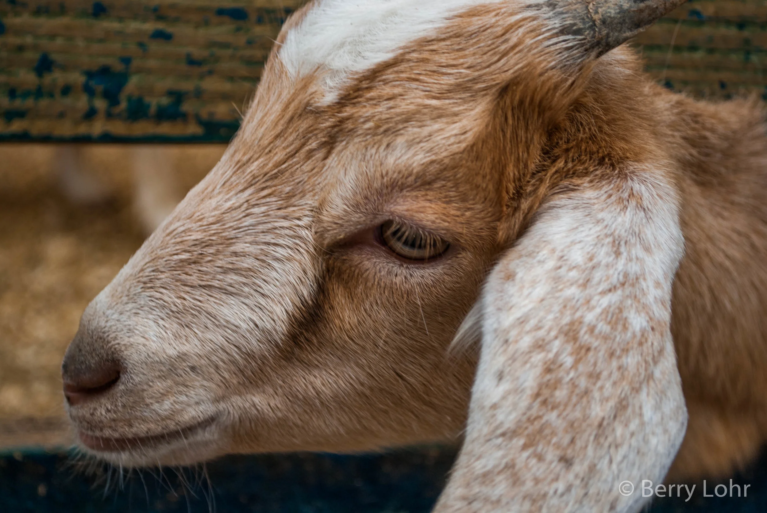 Goat 3