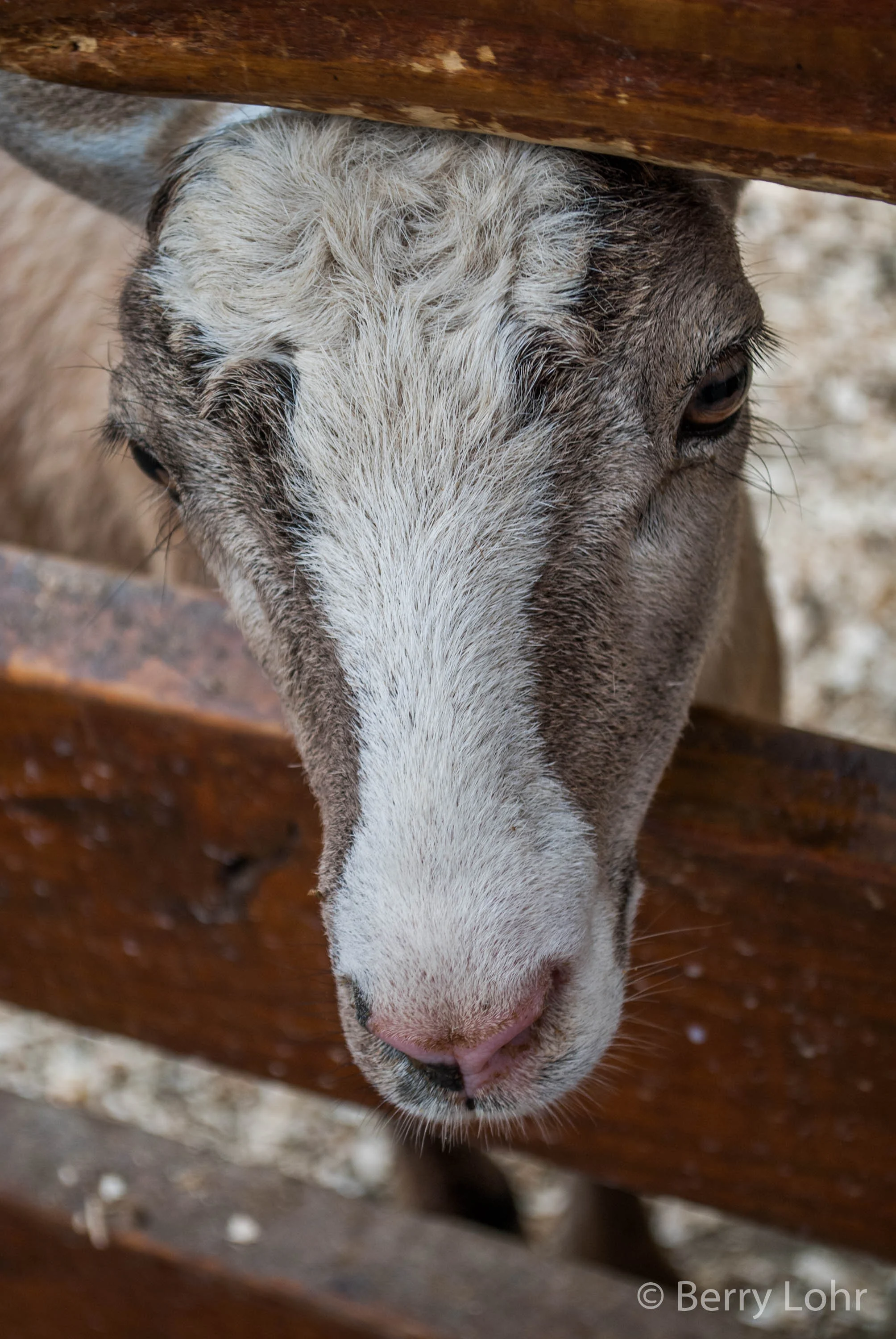 Goat 4