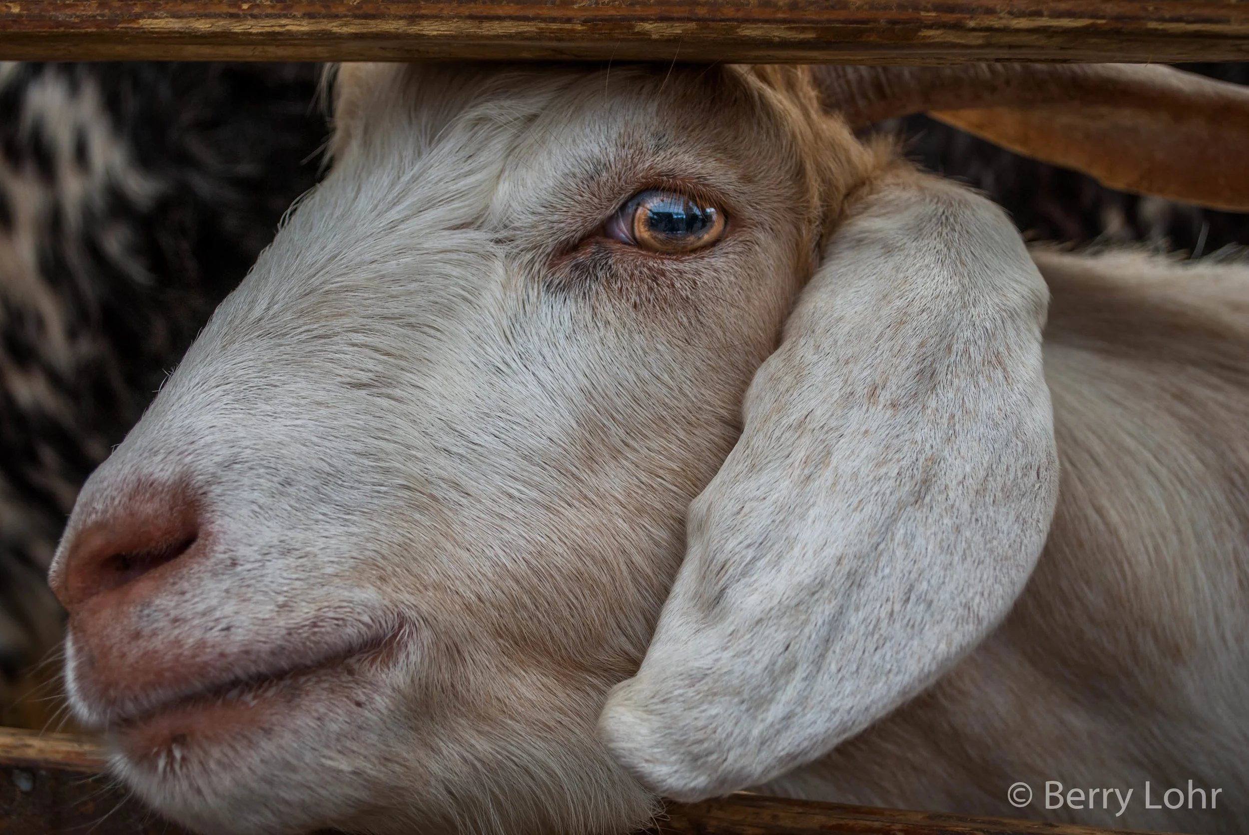 Goat 8