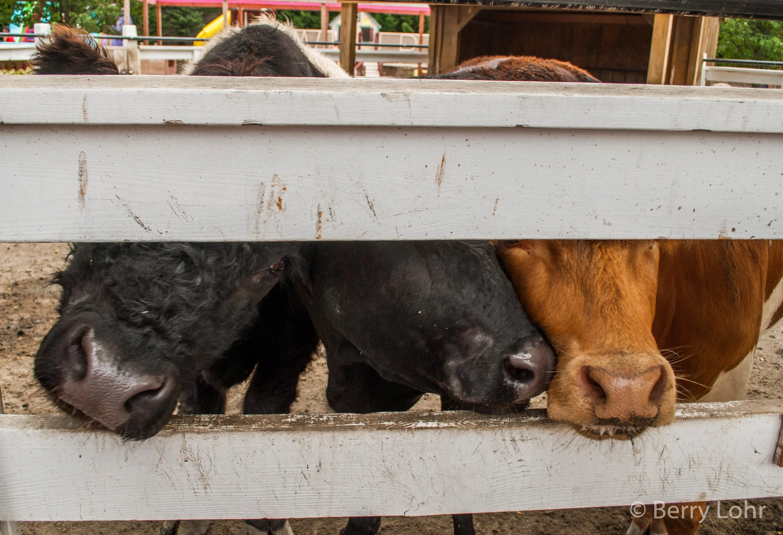 Cows 2