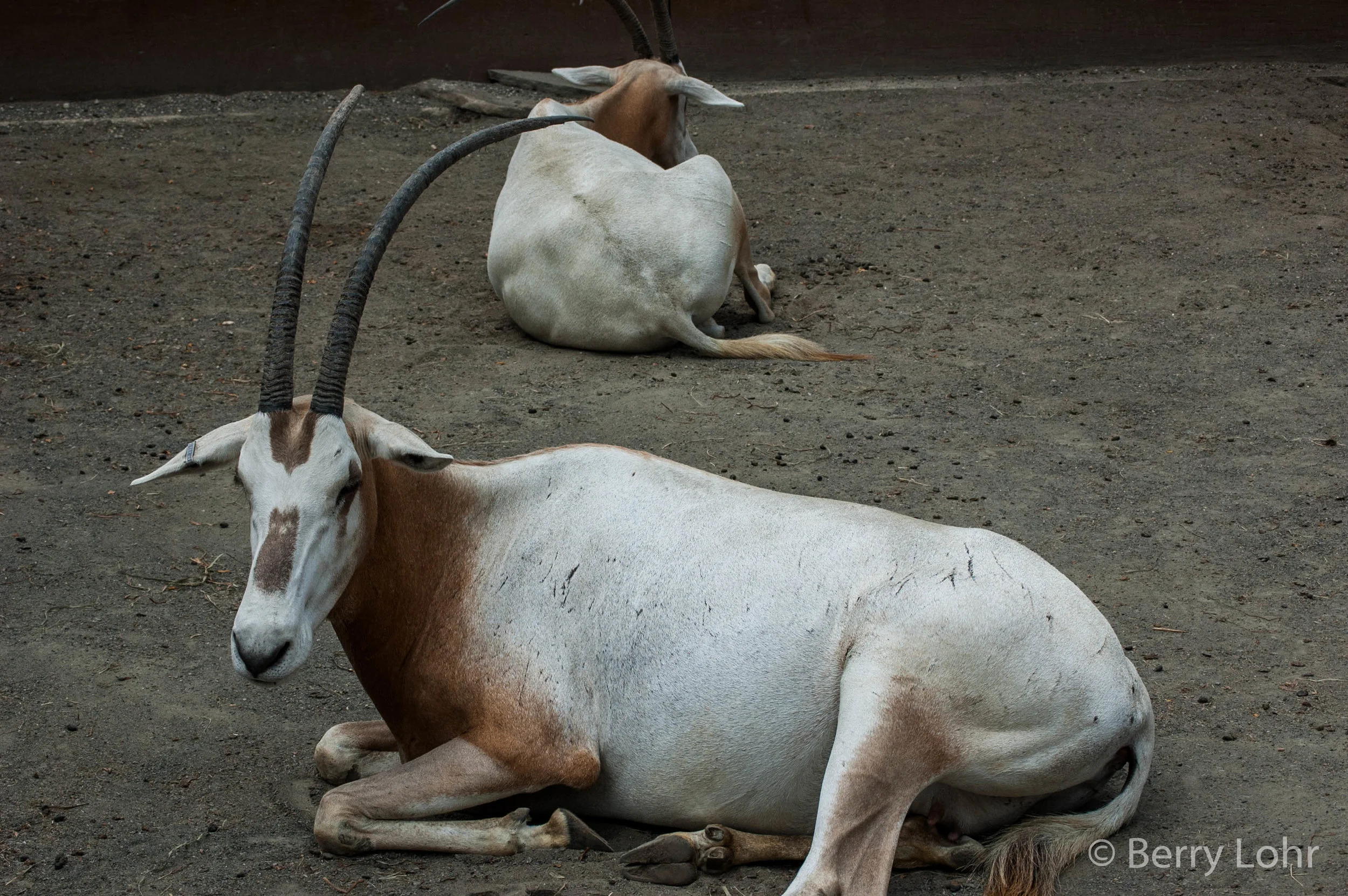 Antelope 2