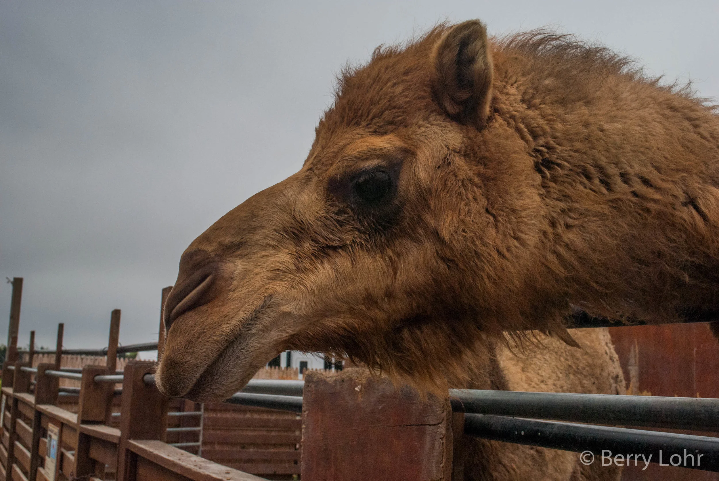 Camel 3