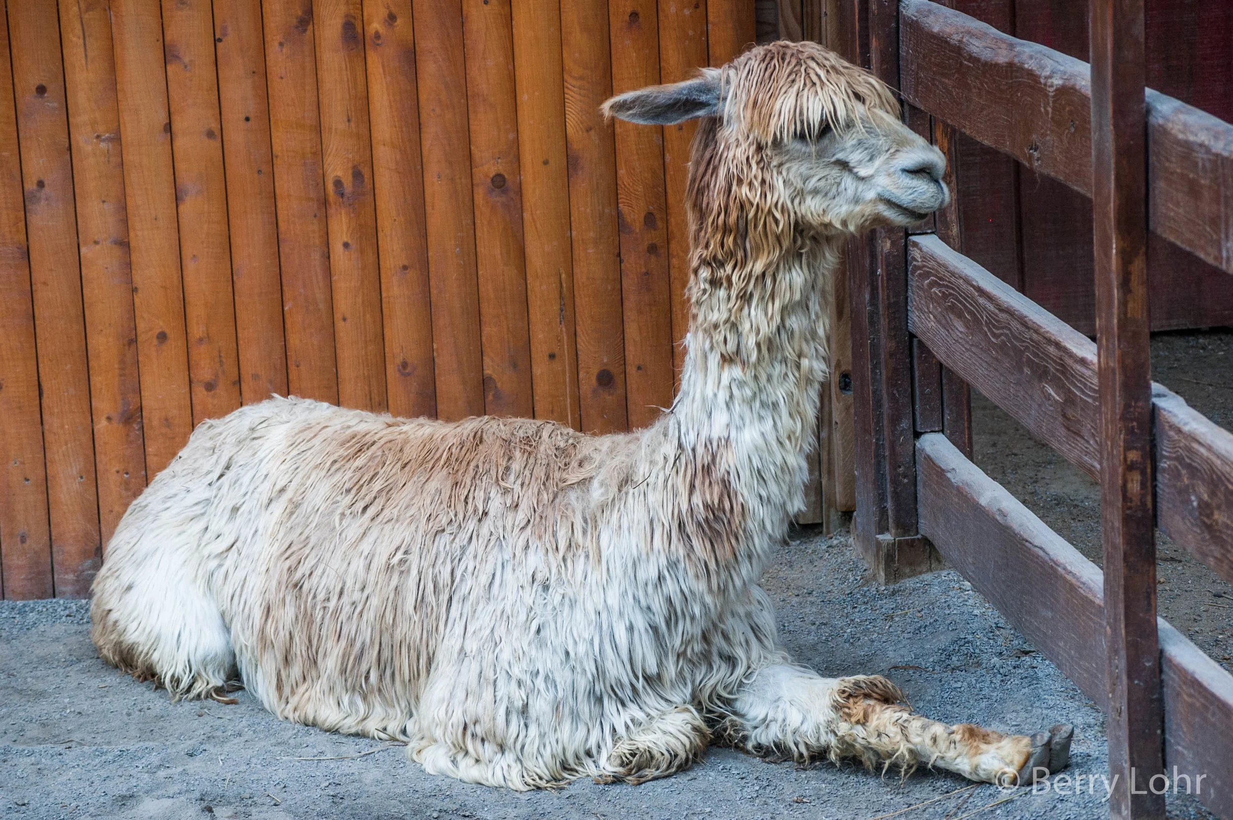 Llama 3