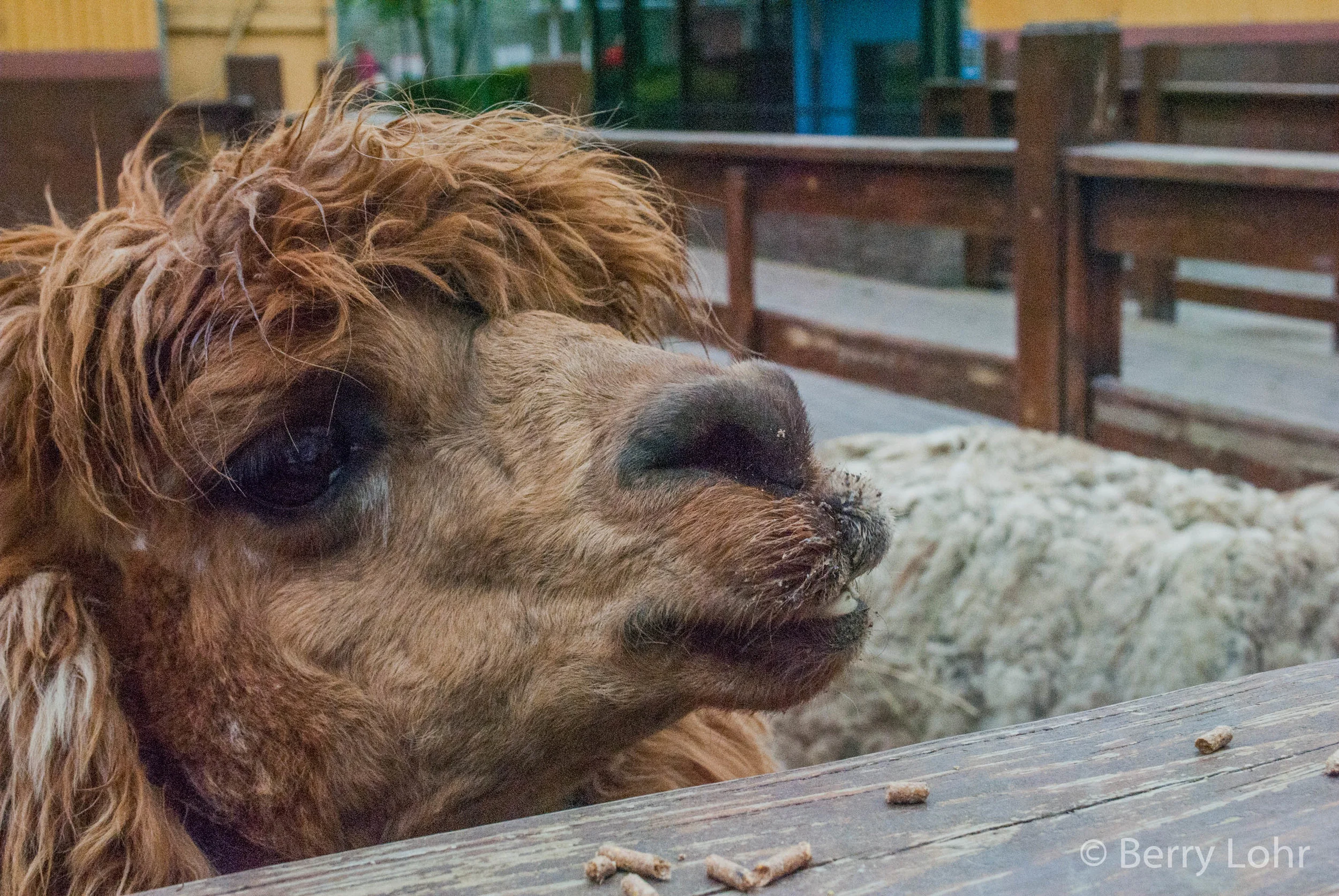 Llama 4