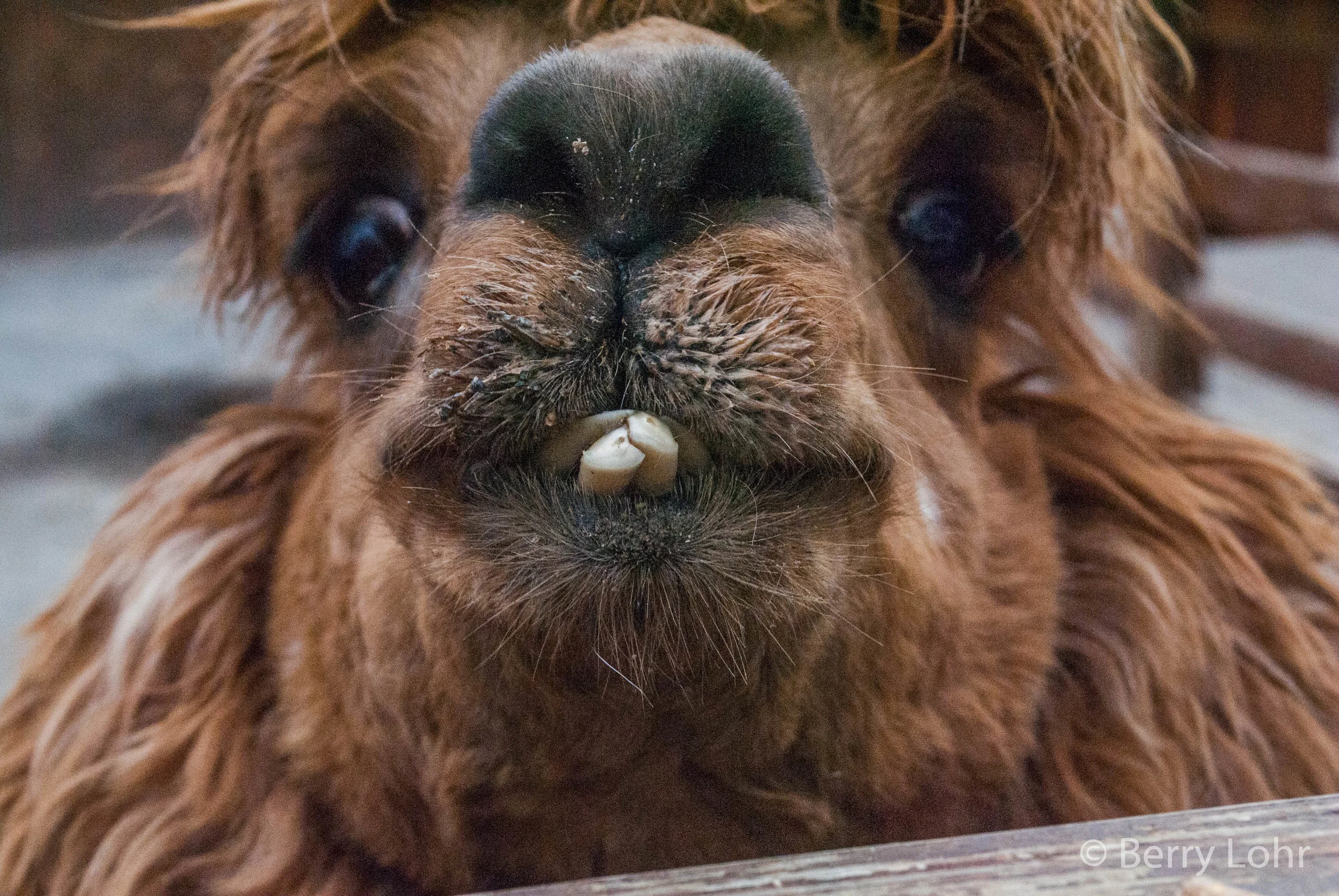Llama 5