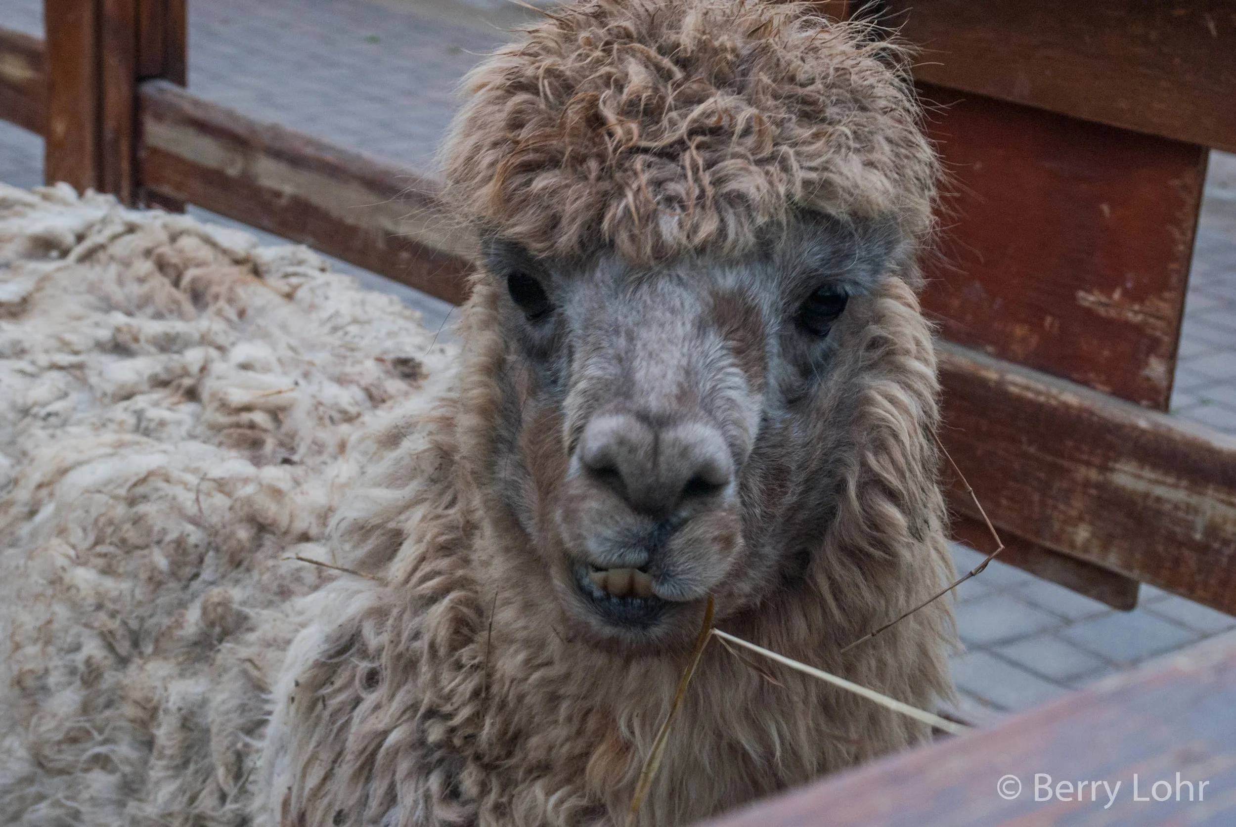 Llama 7