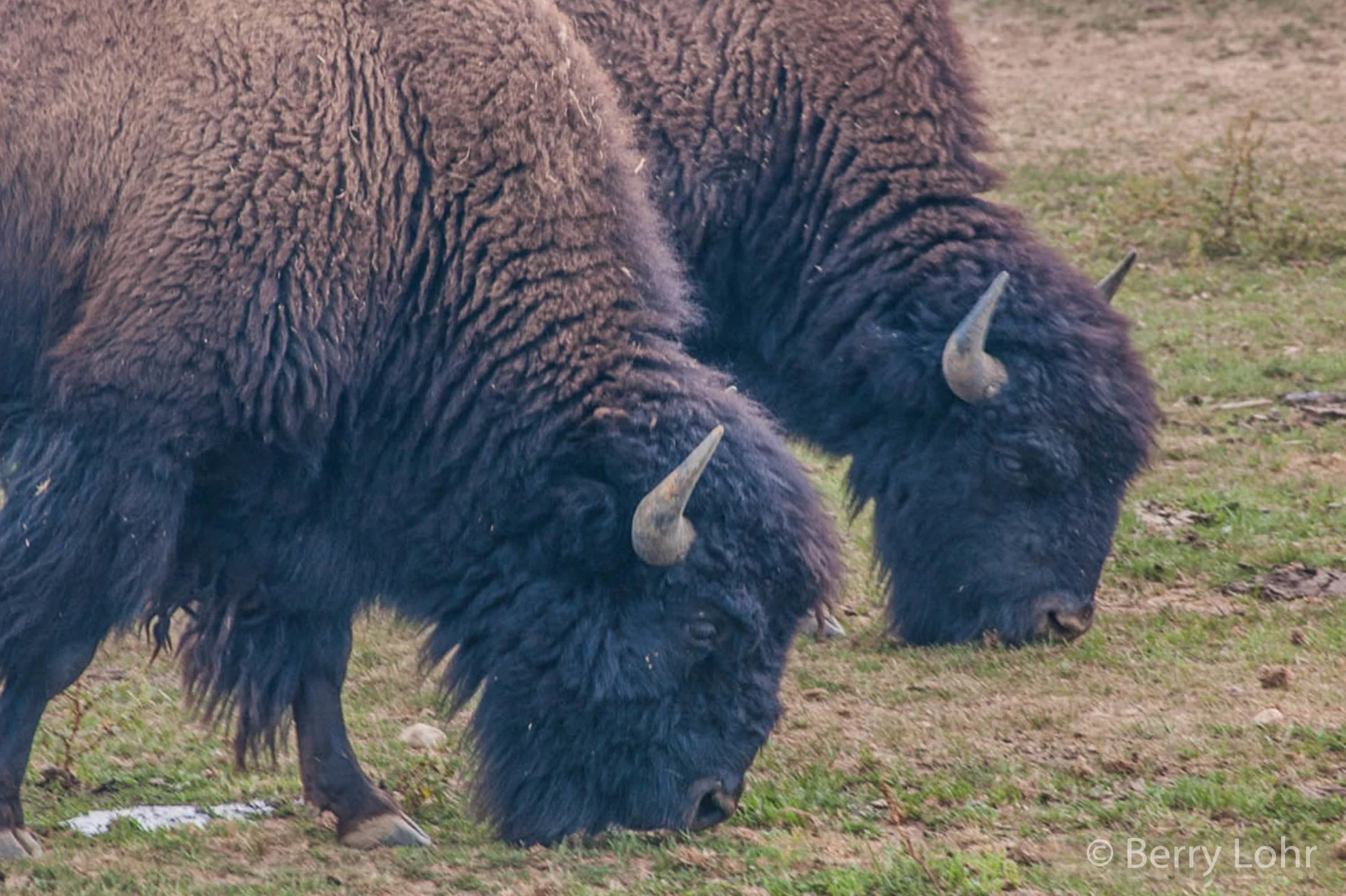 American Bison