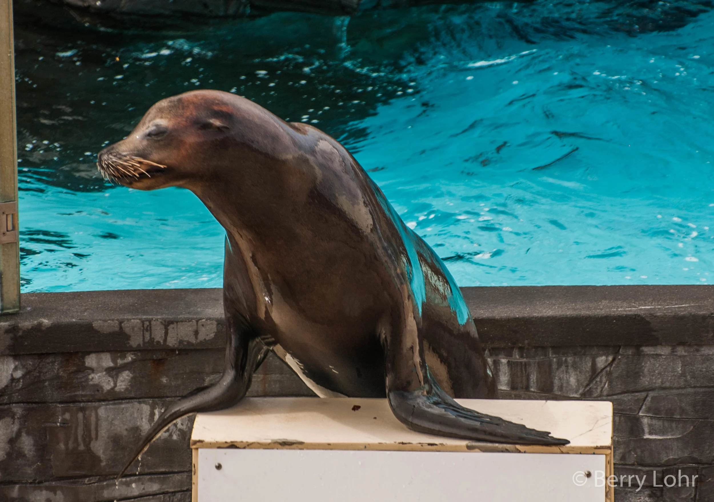 Sea Lion 2