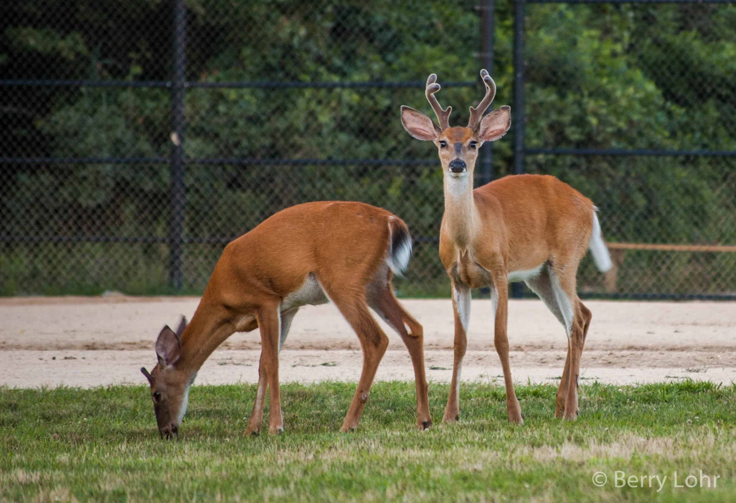 Deer 6