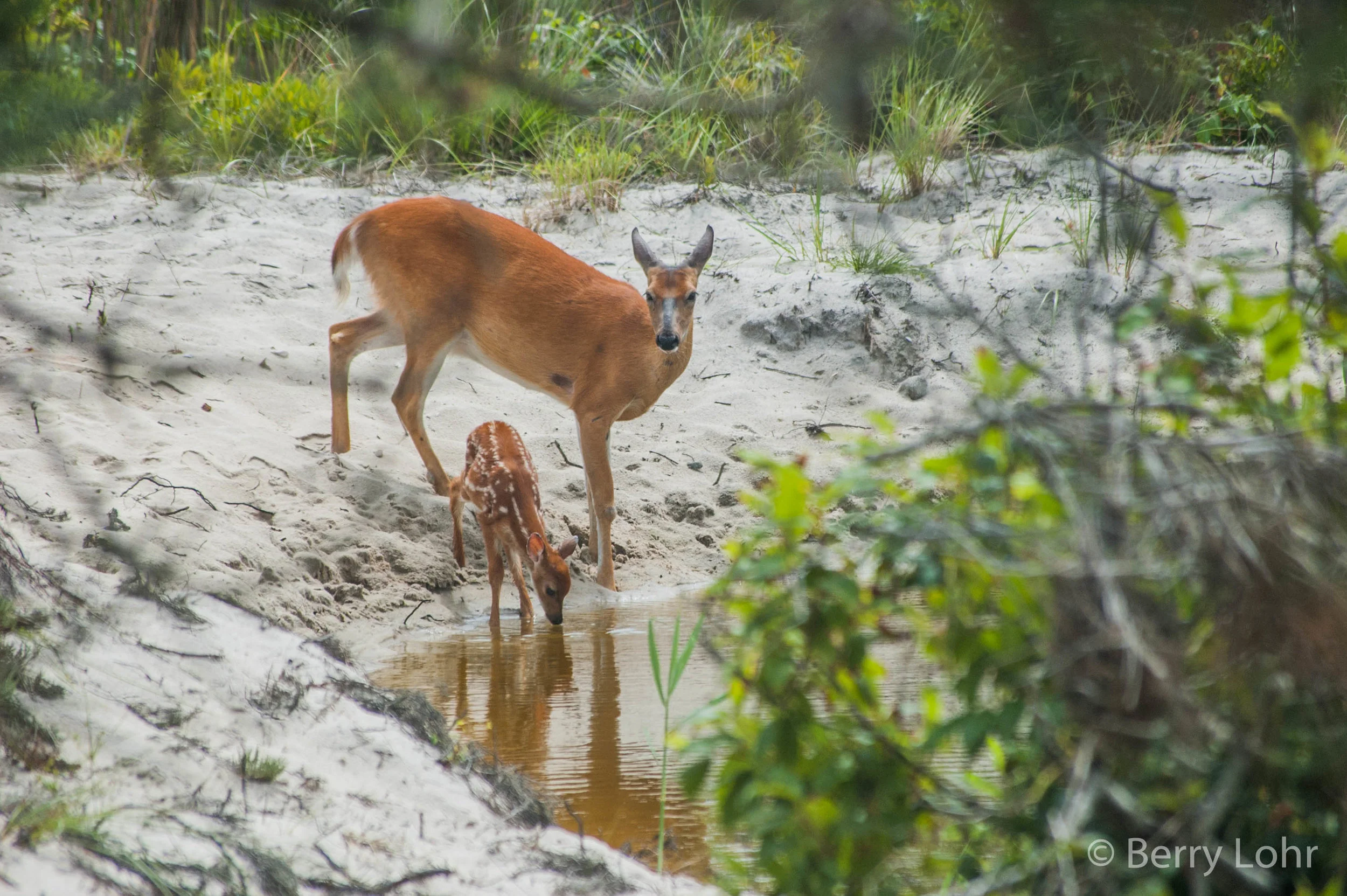 Deer 8