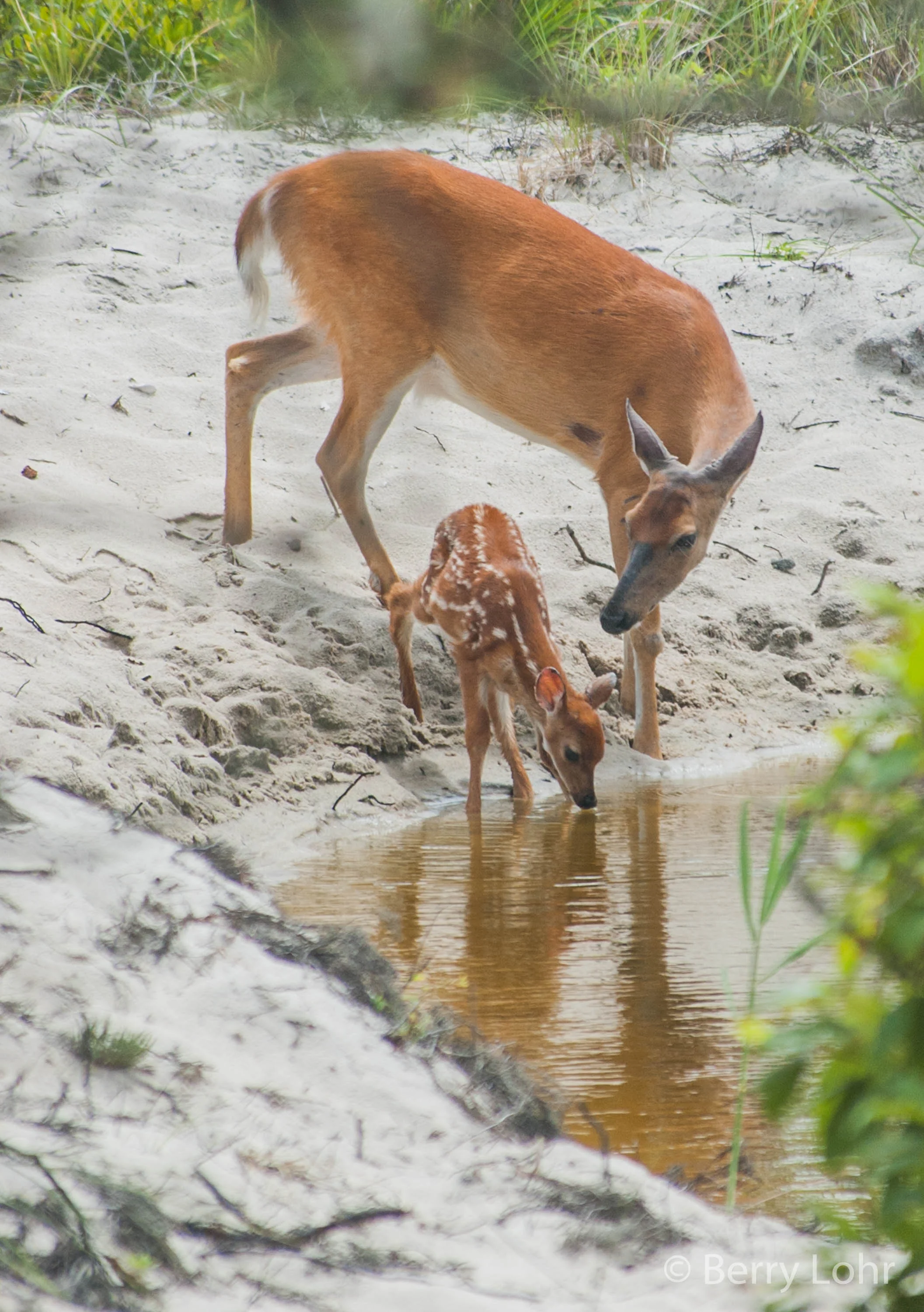 Deer 9