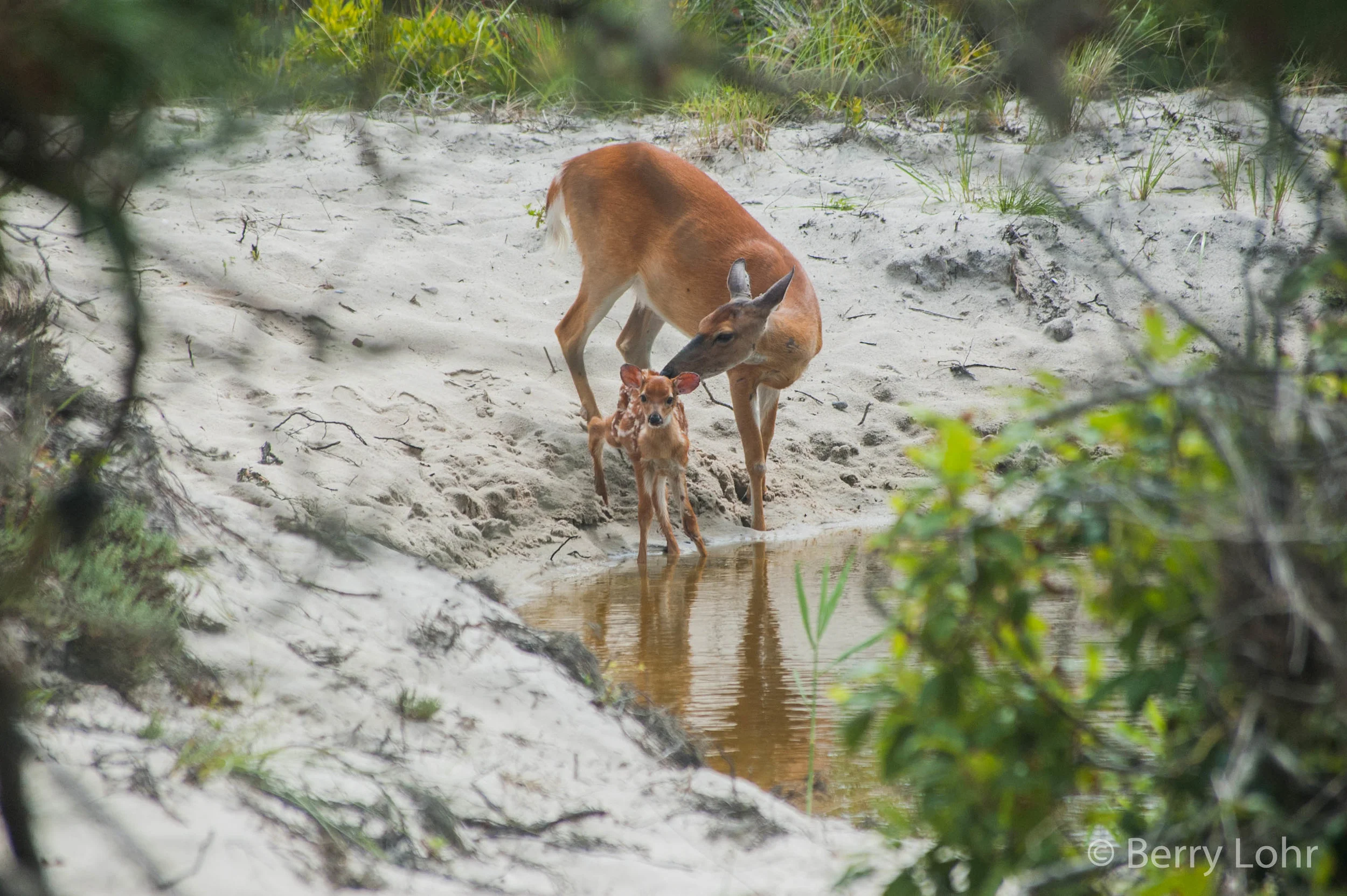 Deer 10