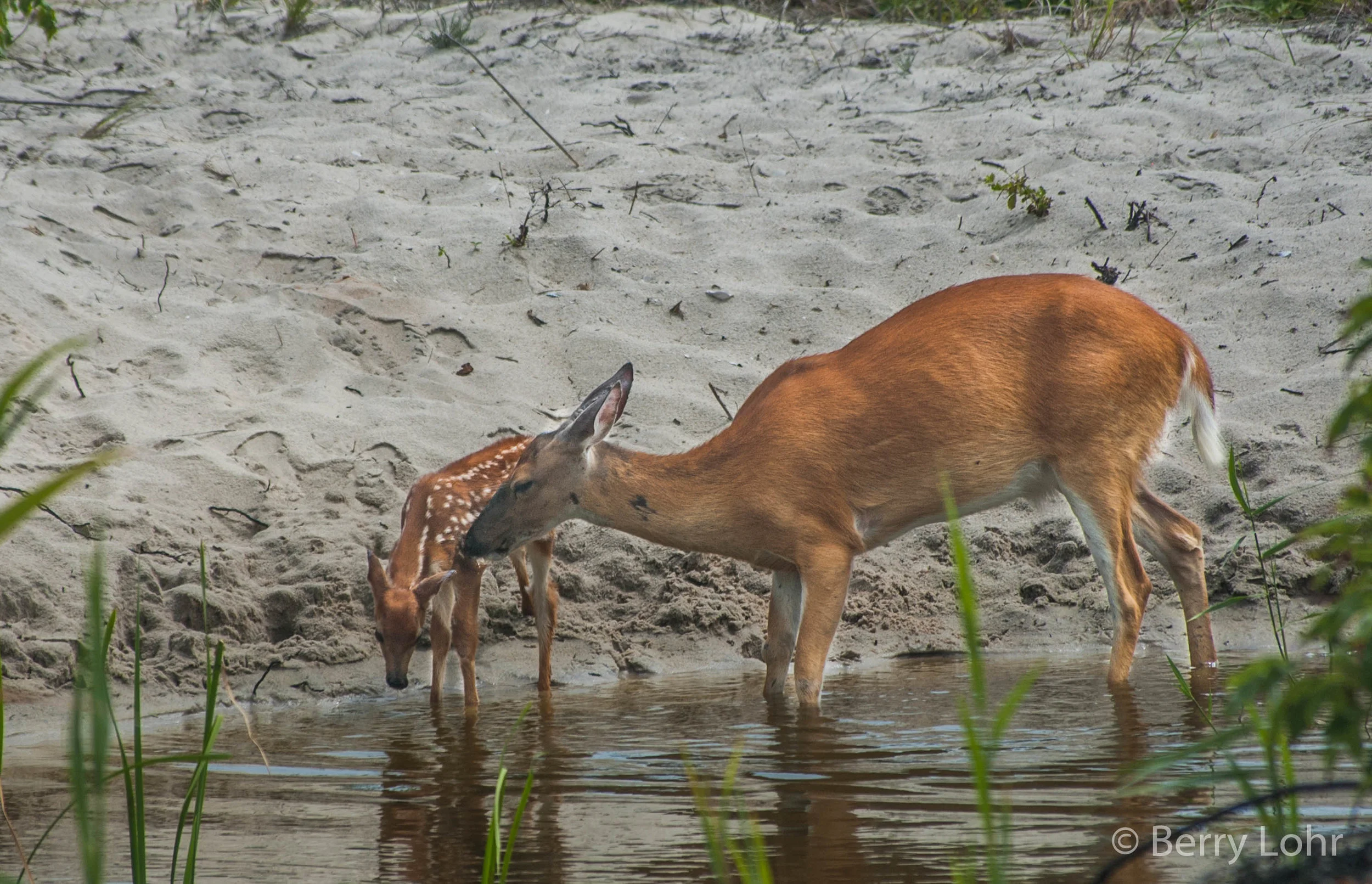 Deer 11