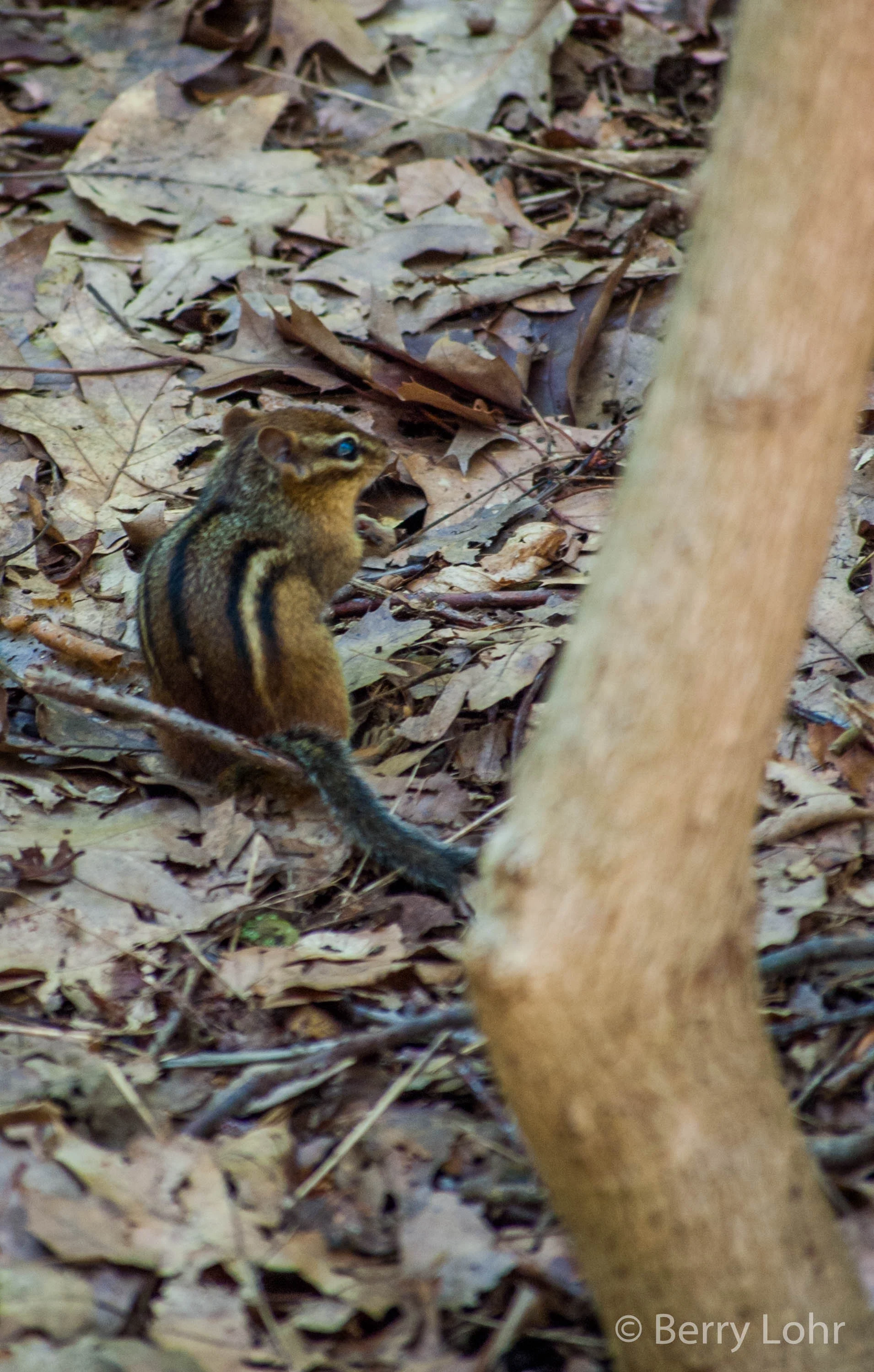 Chipmunk 2