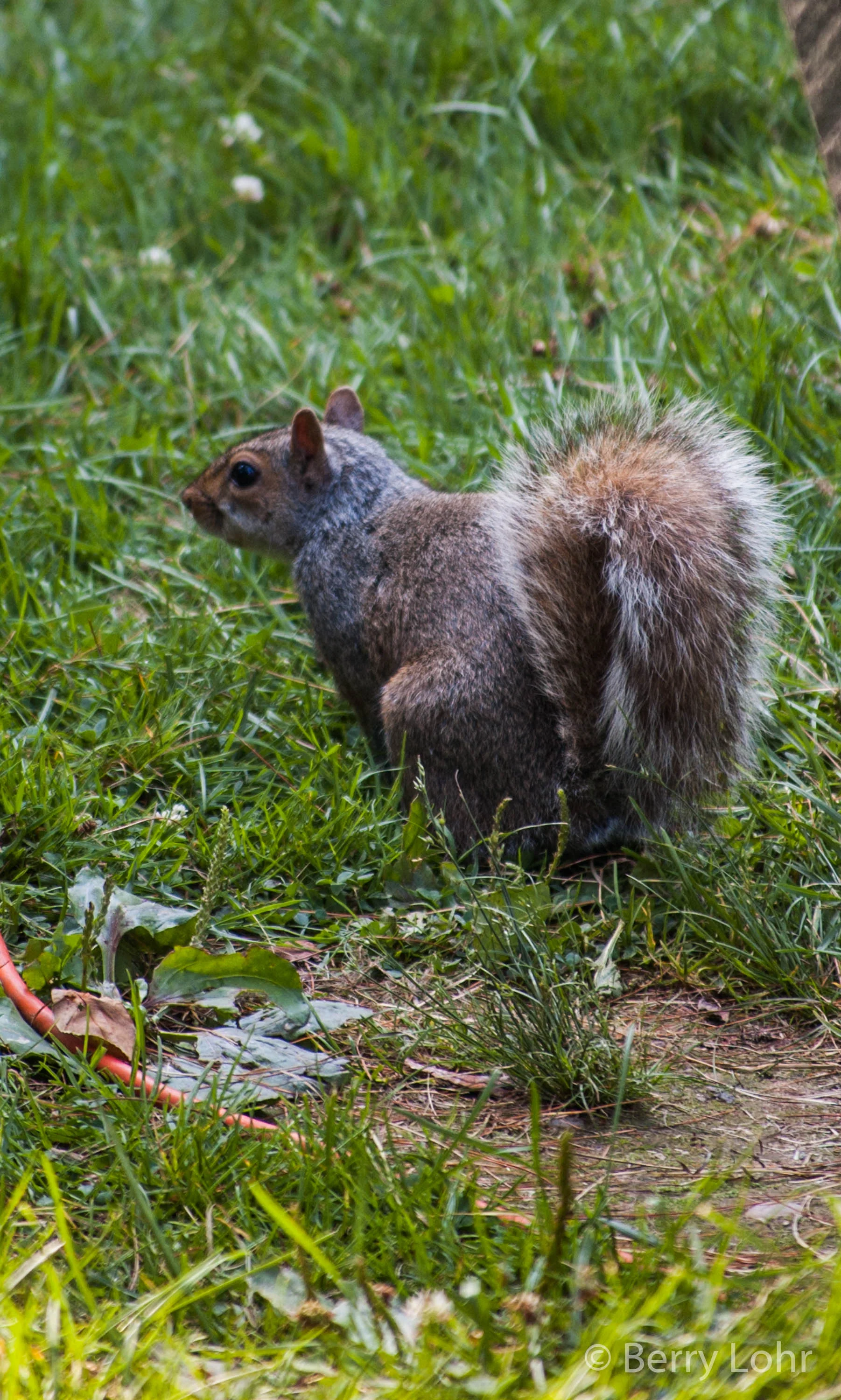 Squirrel 1