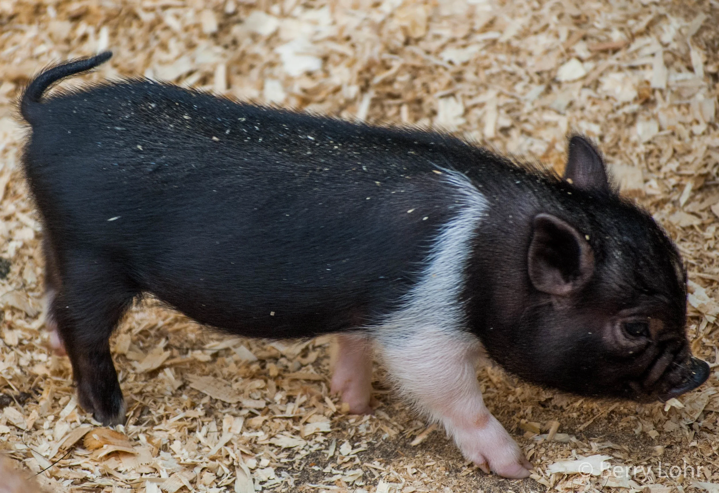 Pigs 4
