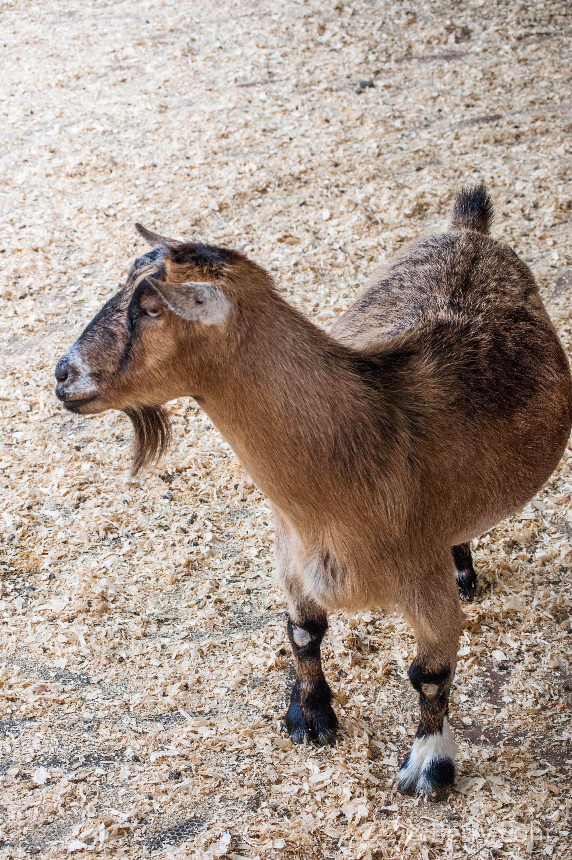 Goat 8