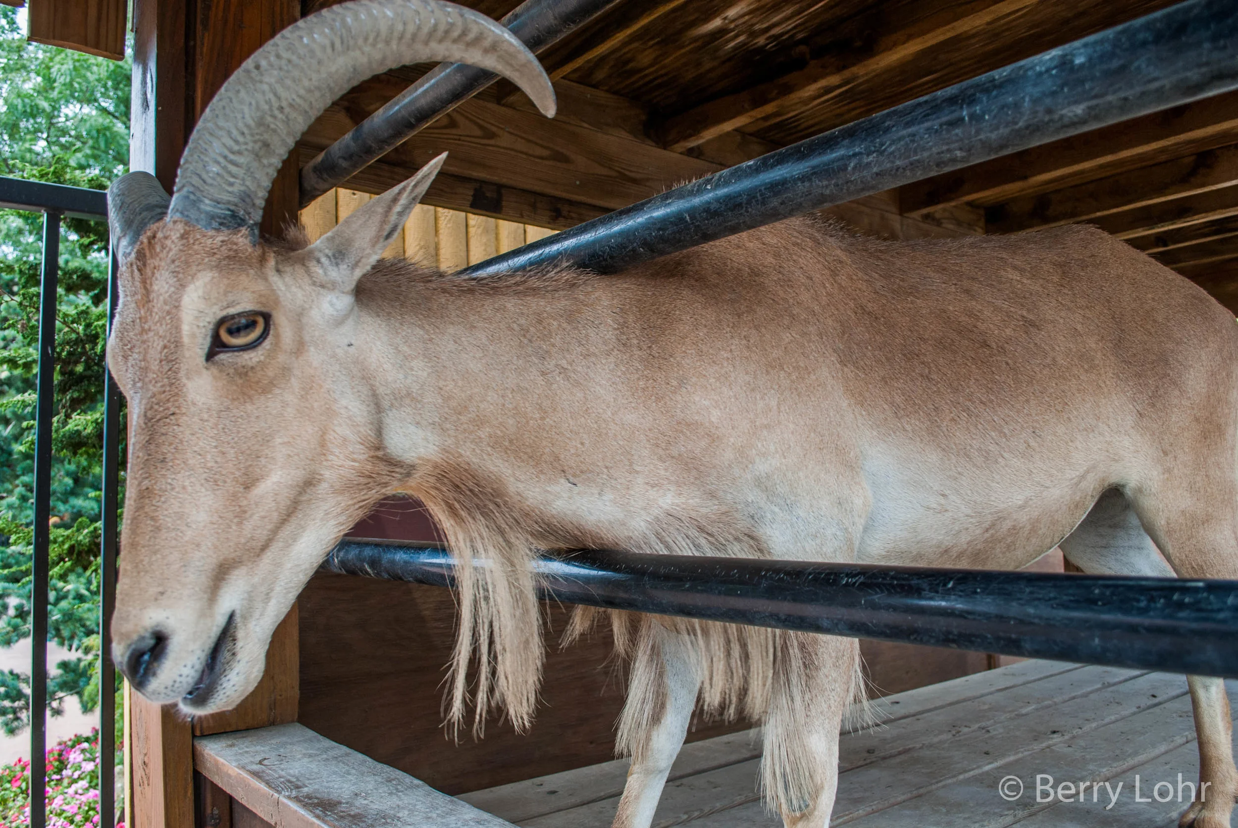 Aoudad 1