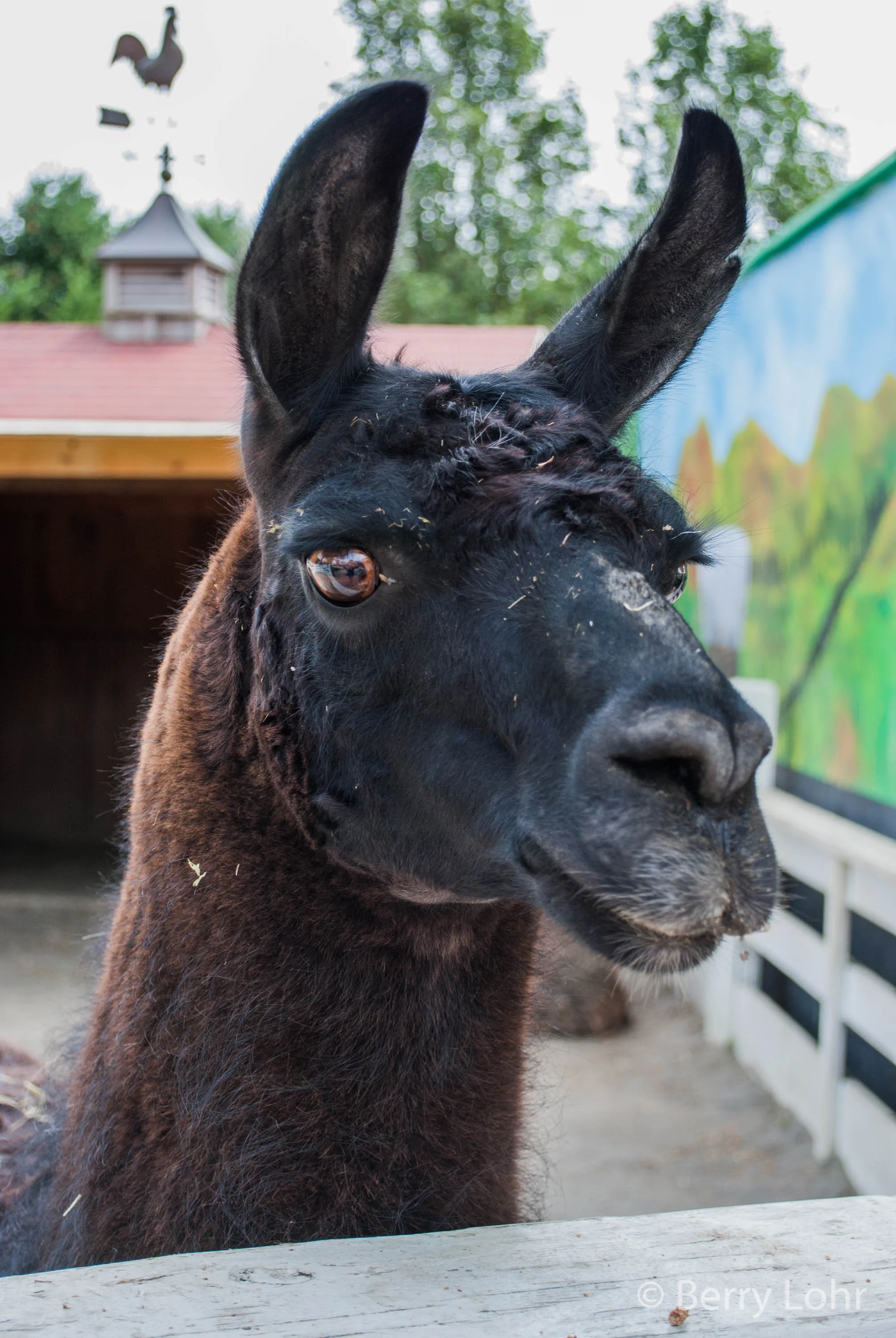 Llama 1