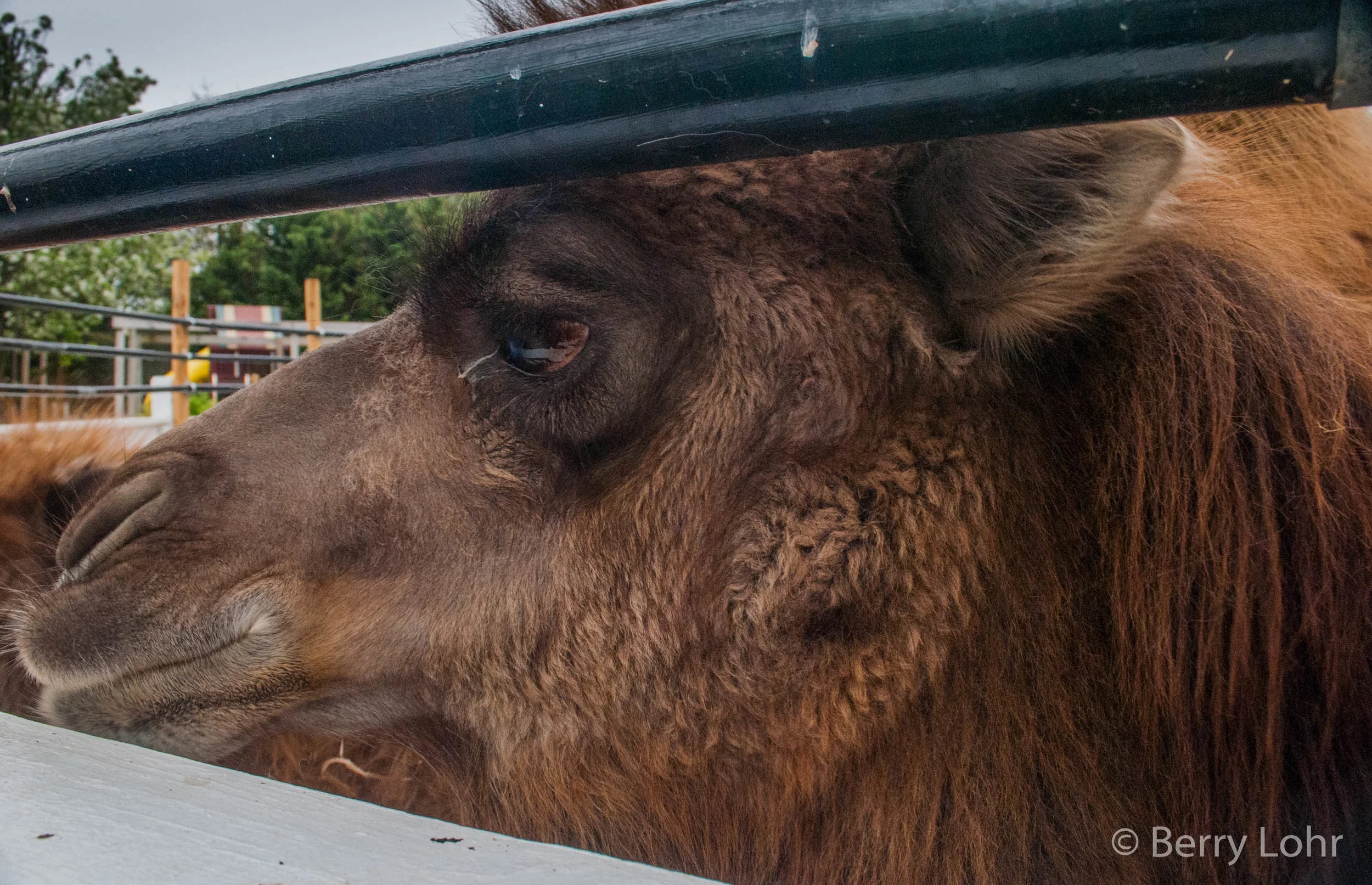 Camel 2