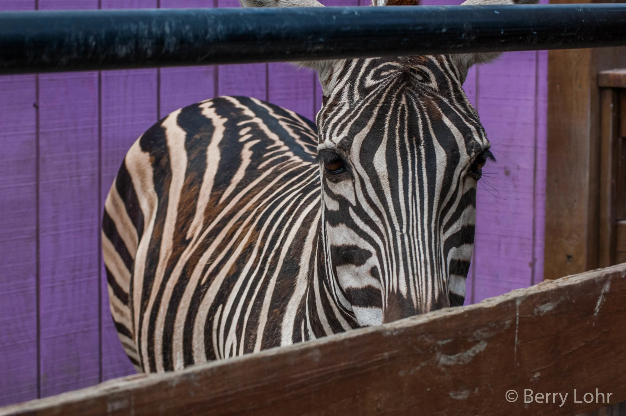 Zebra