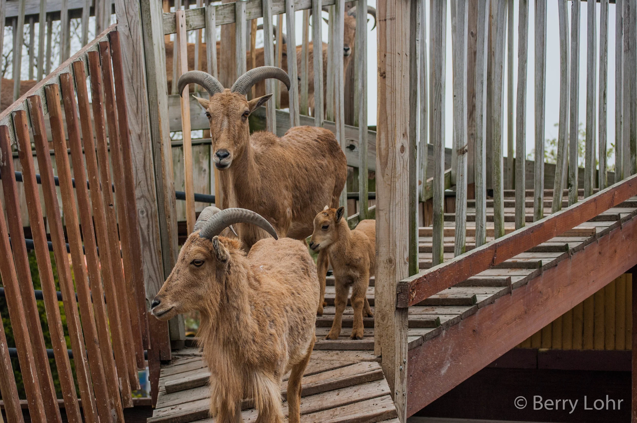 Aoudad 2