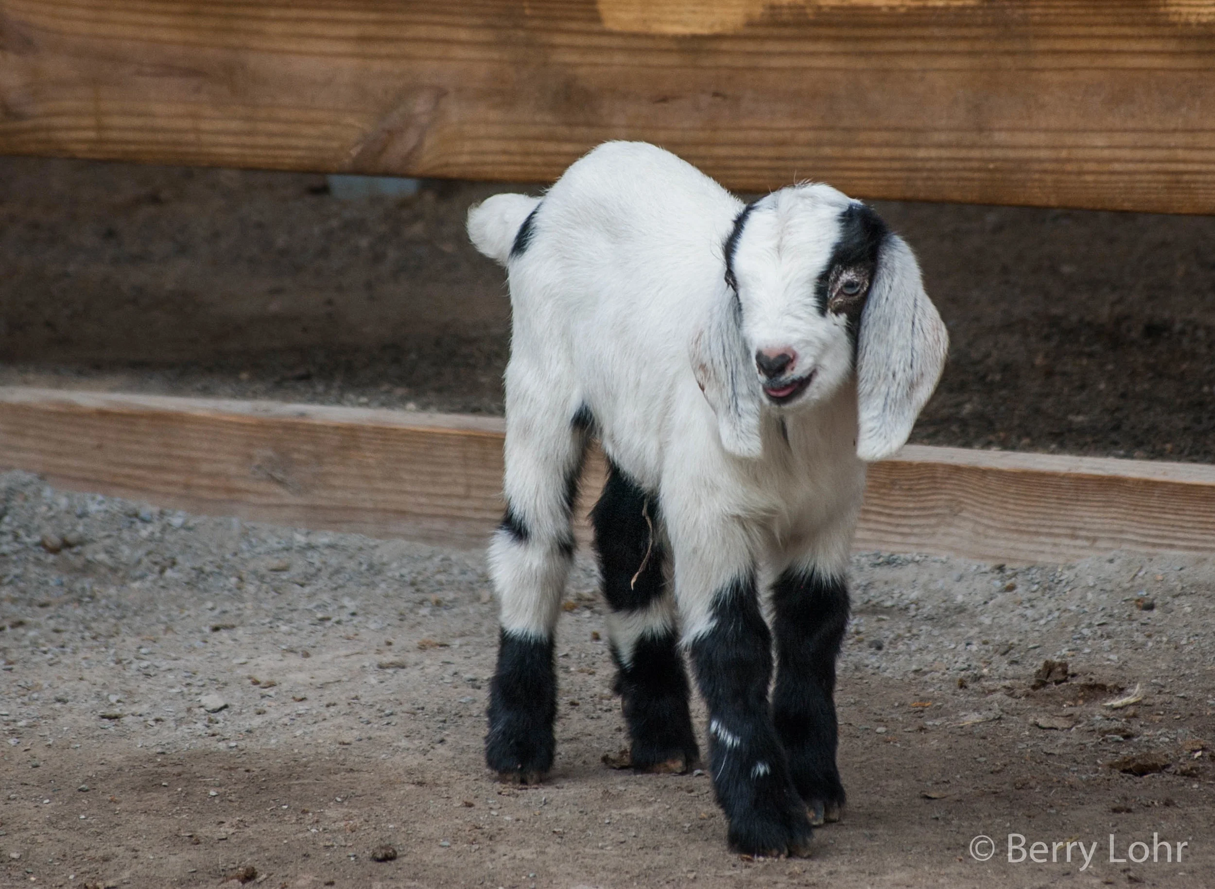 Goat 13