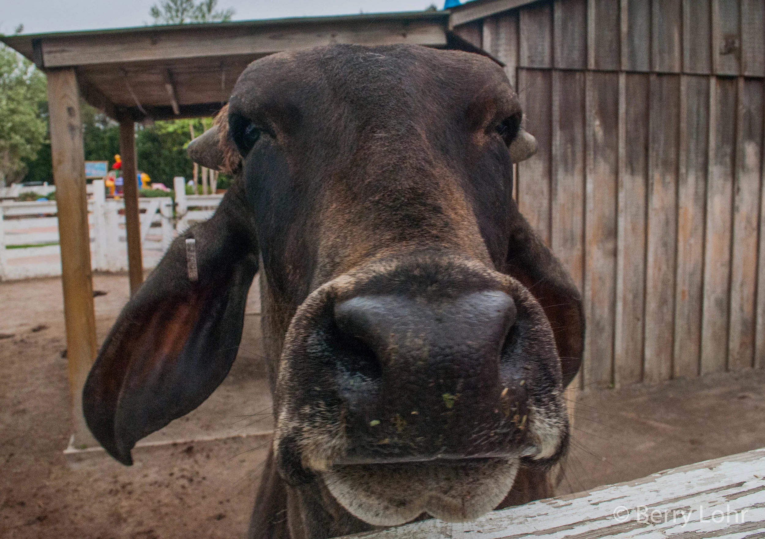 Cows 3