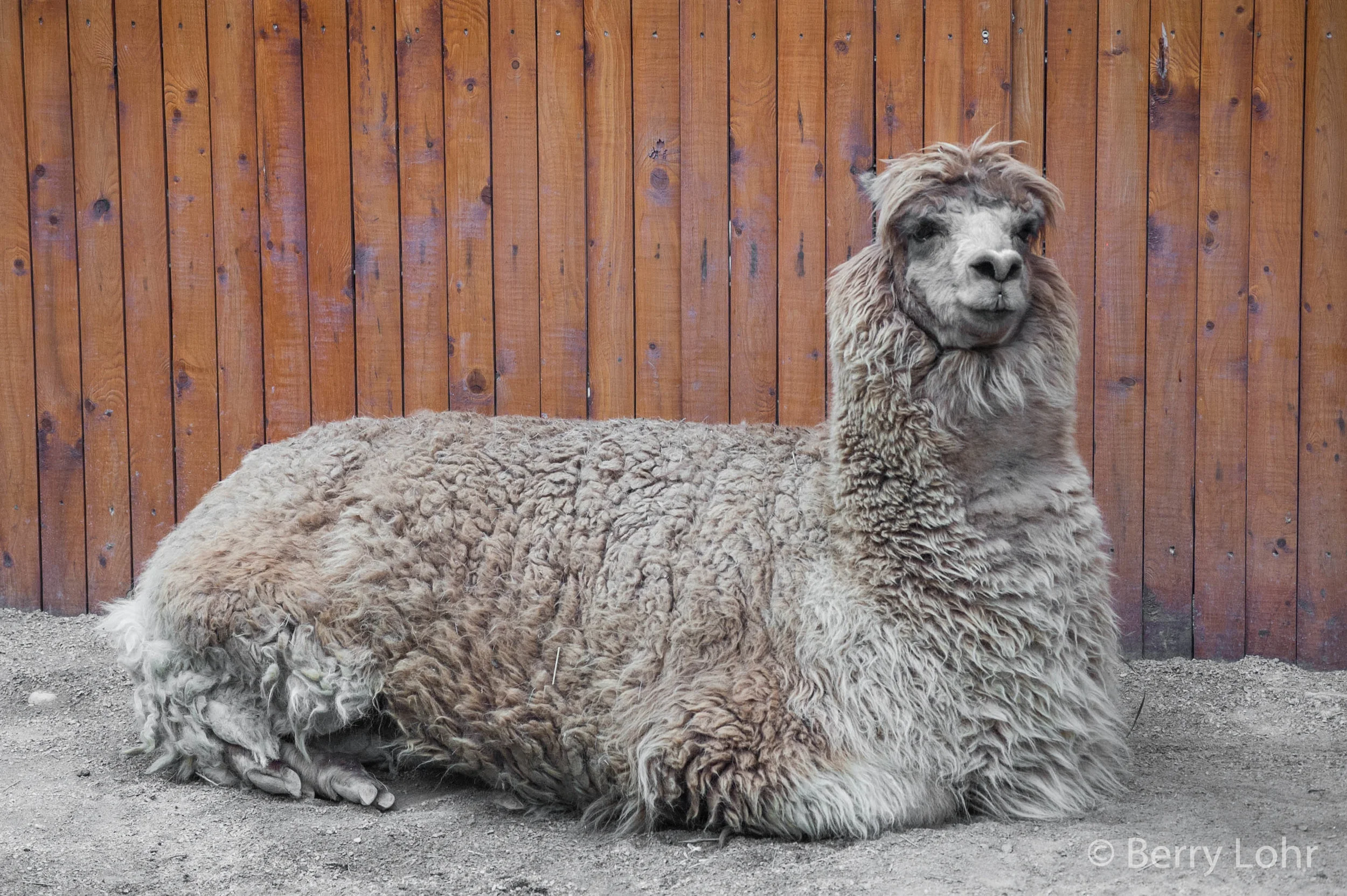 Llama 5
