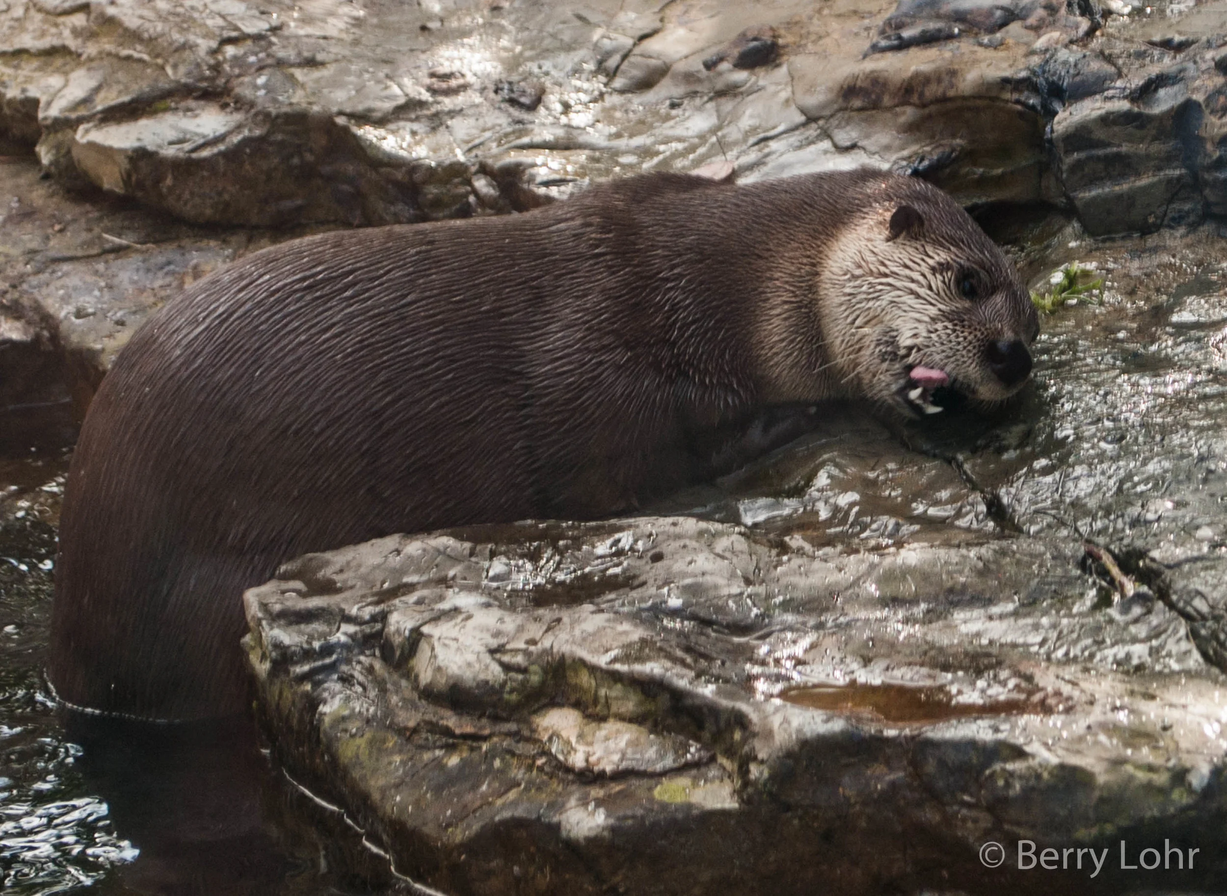 Otter 2