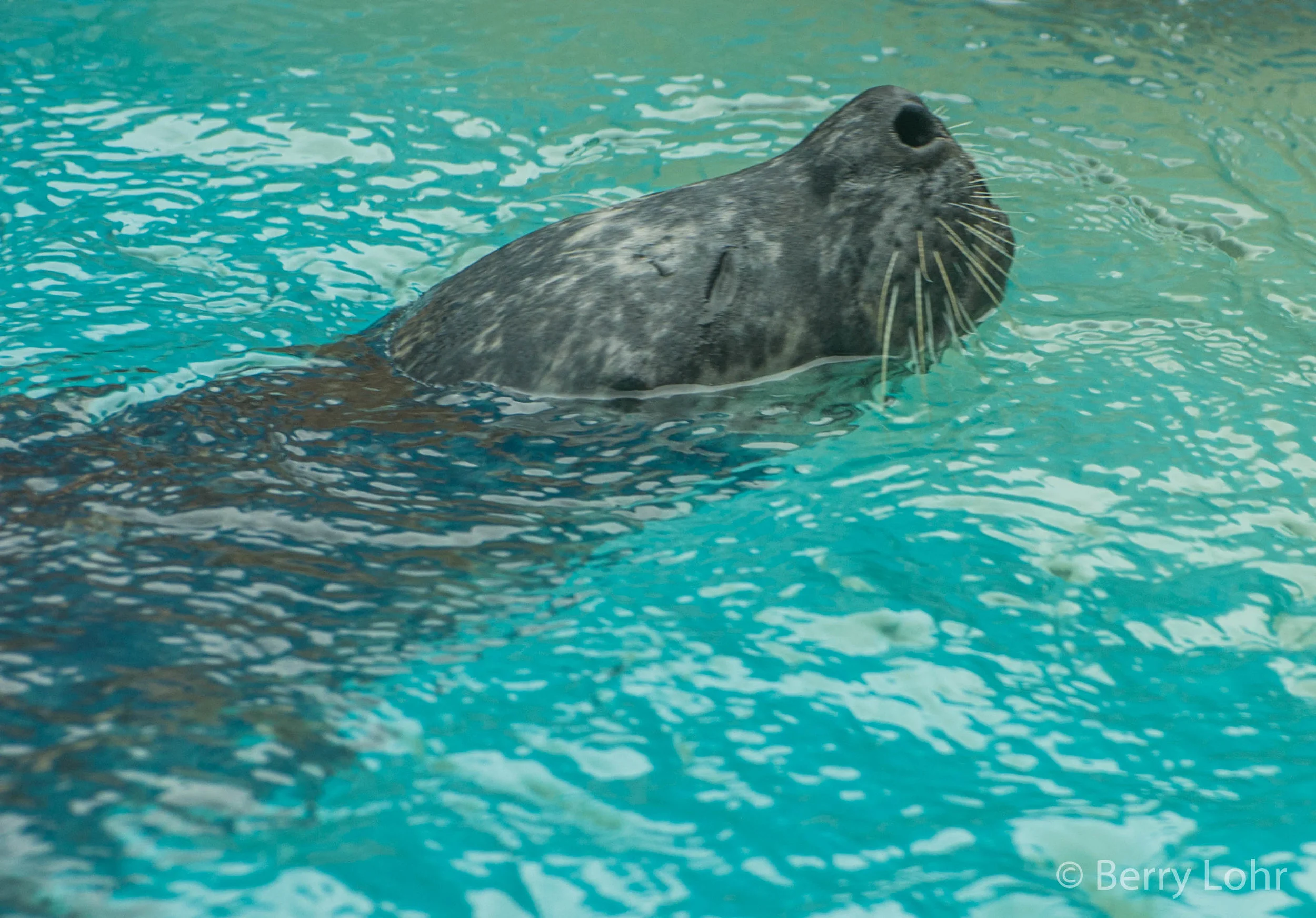 Seal 1