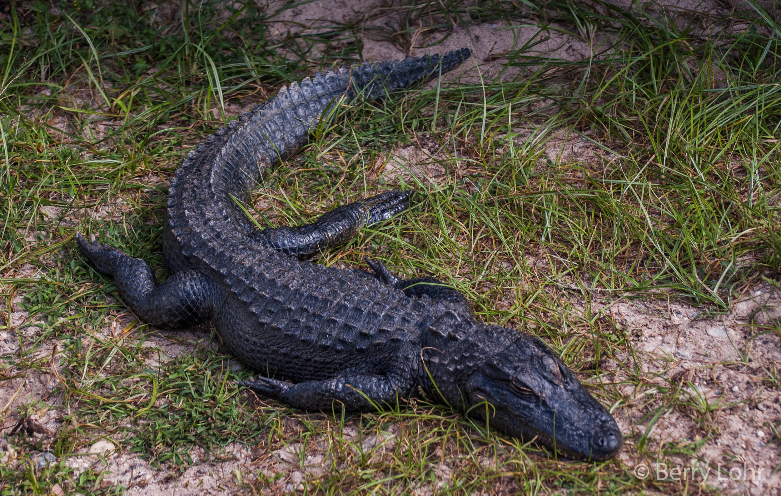 Alligator