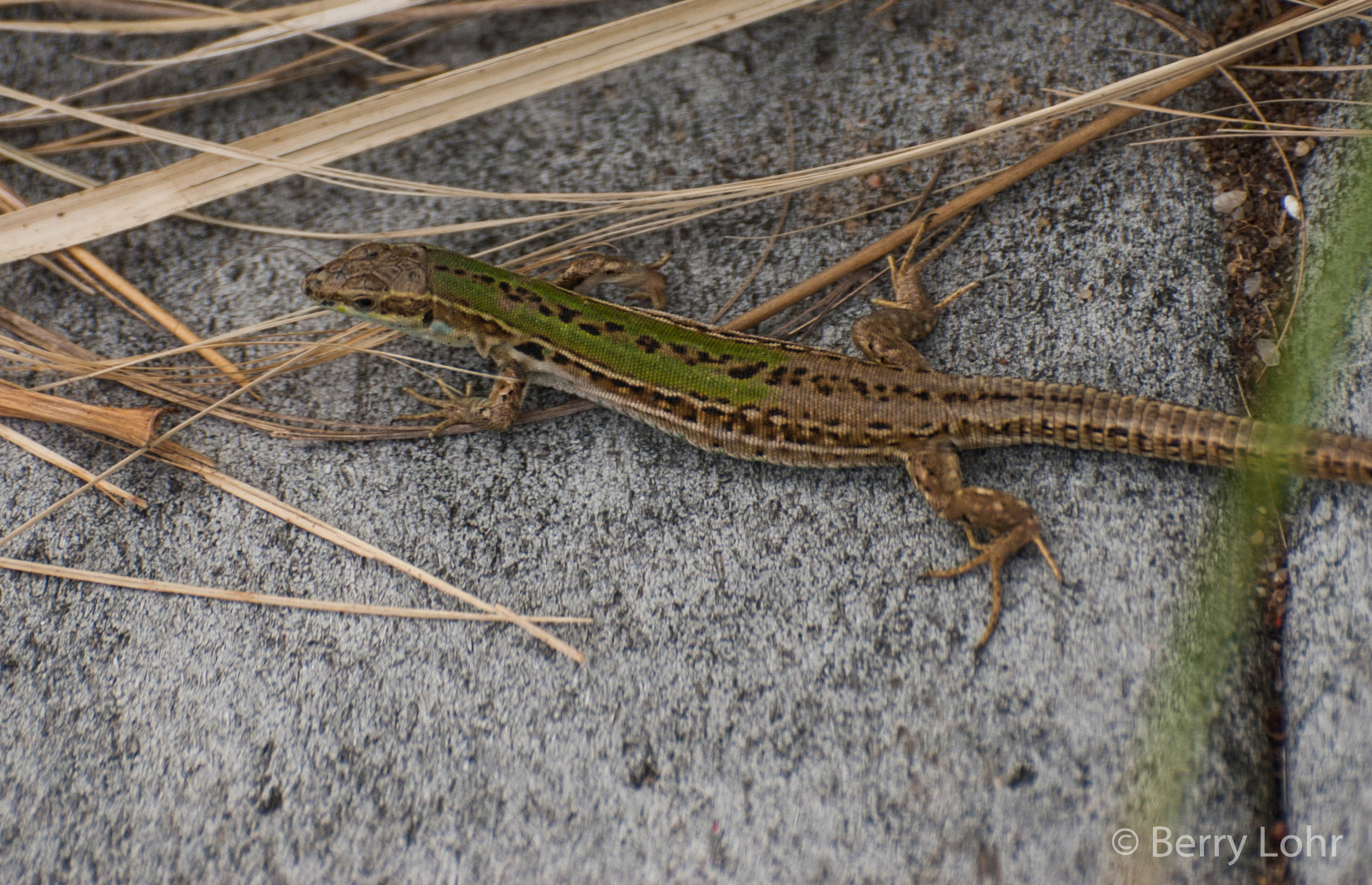 Lizard 1