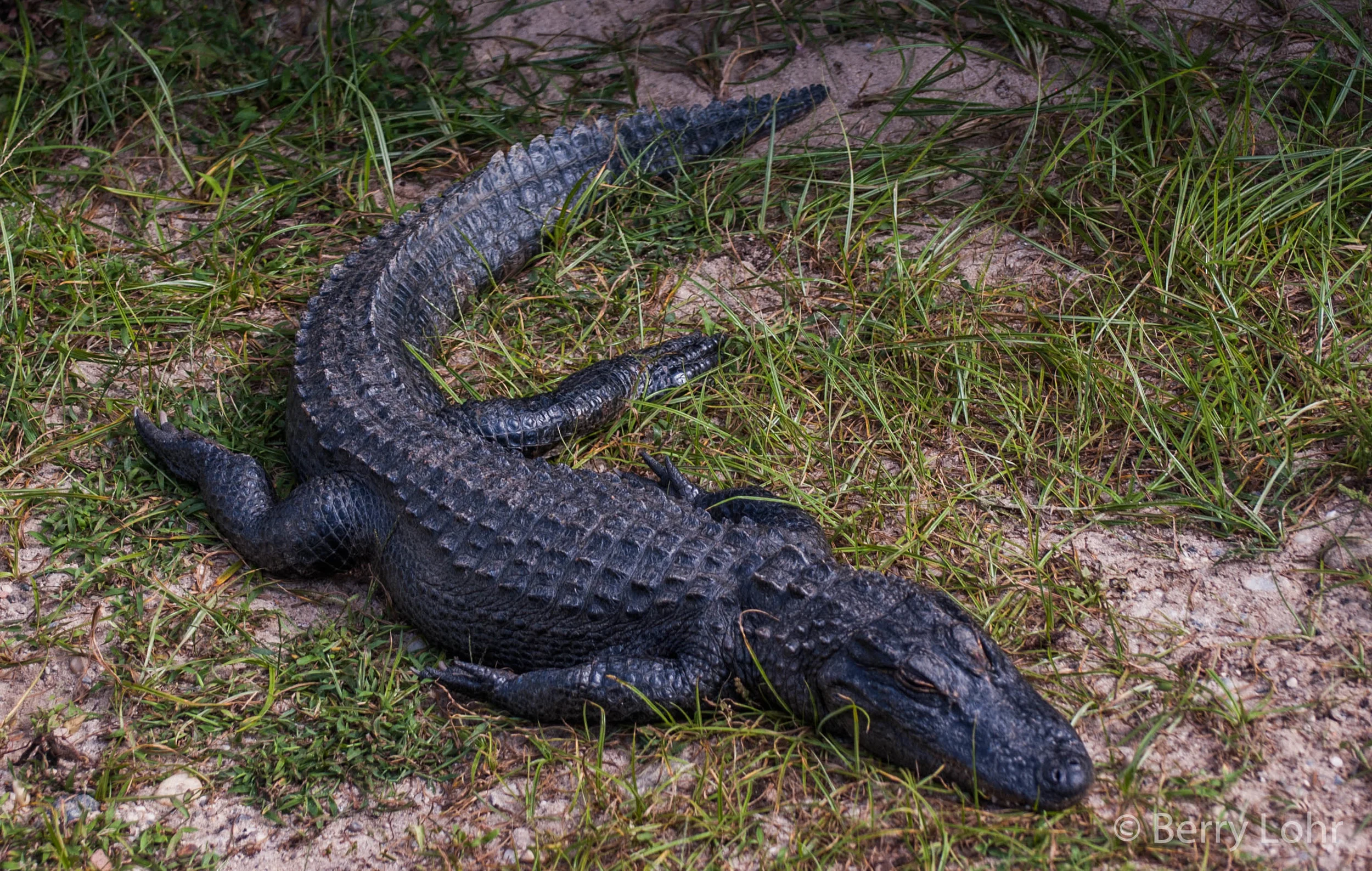 Alligator