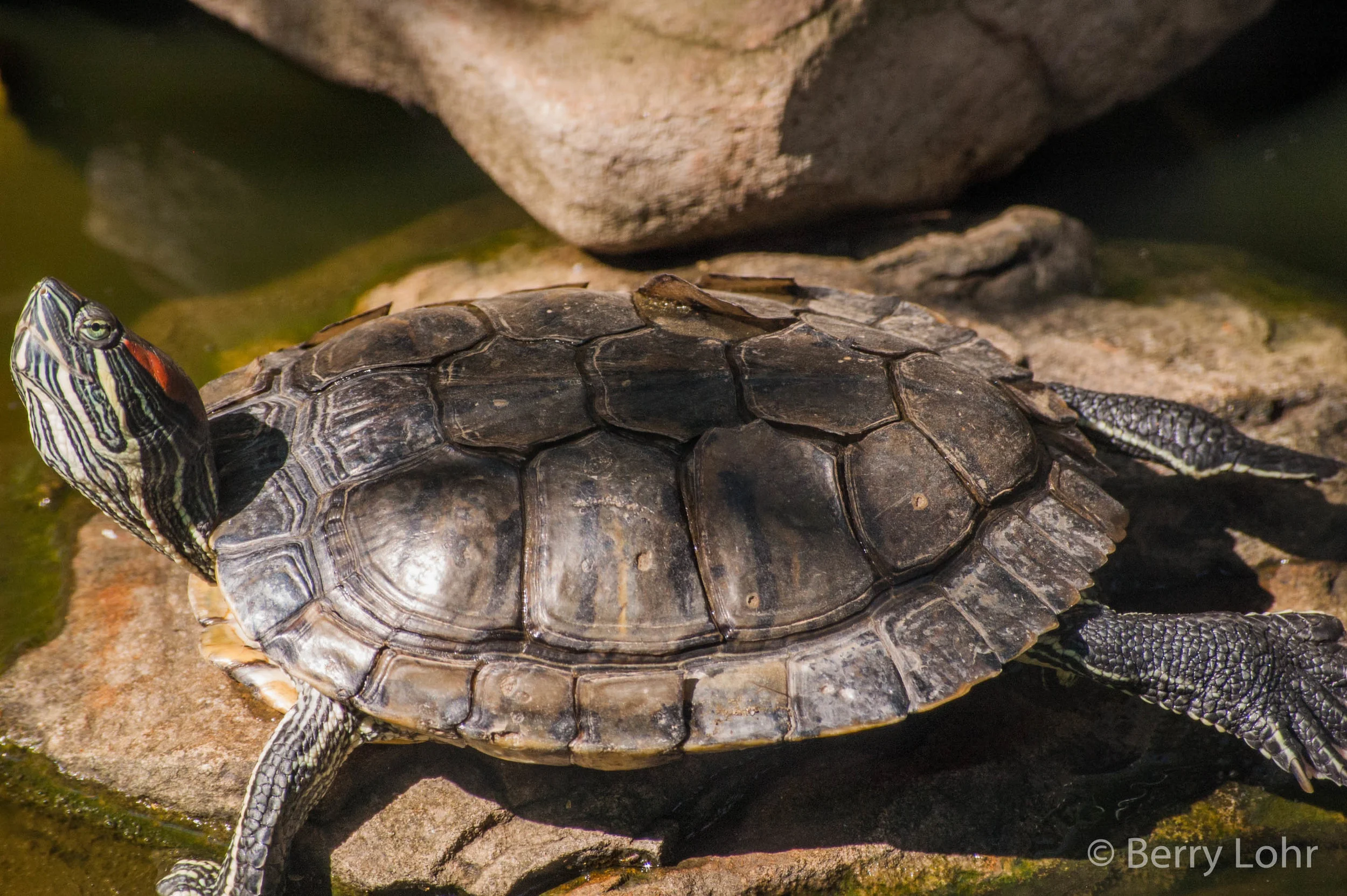 Turtle 2