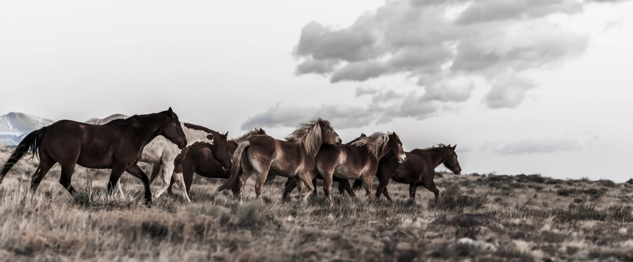 Horses of Westcliffe
