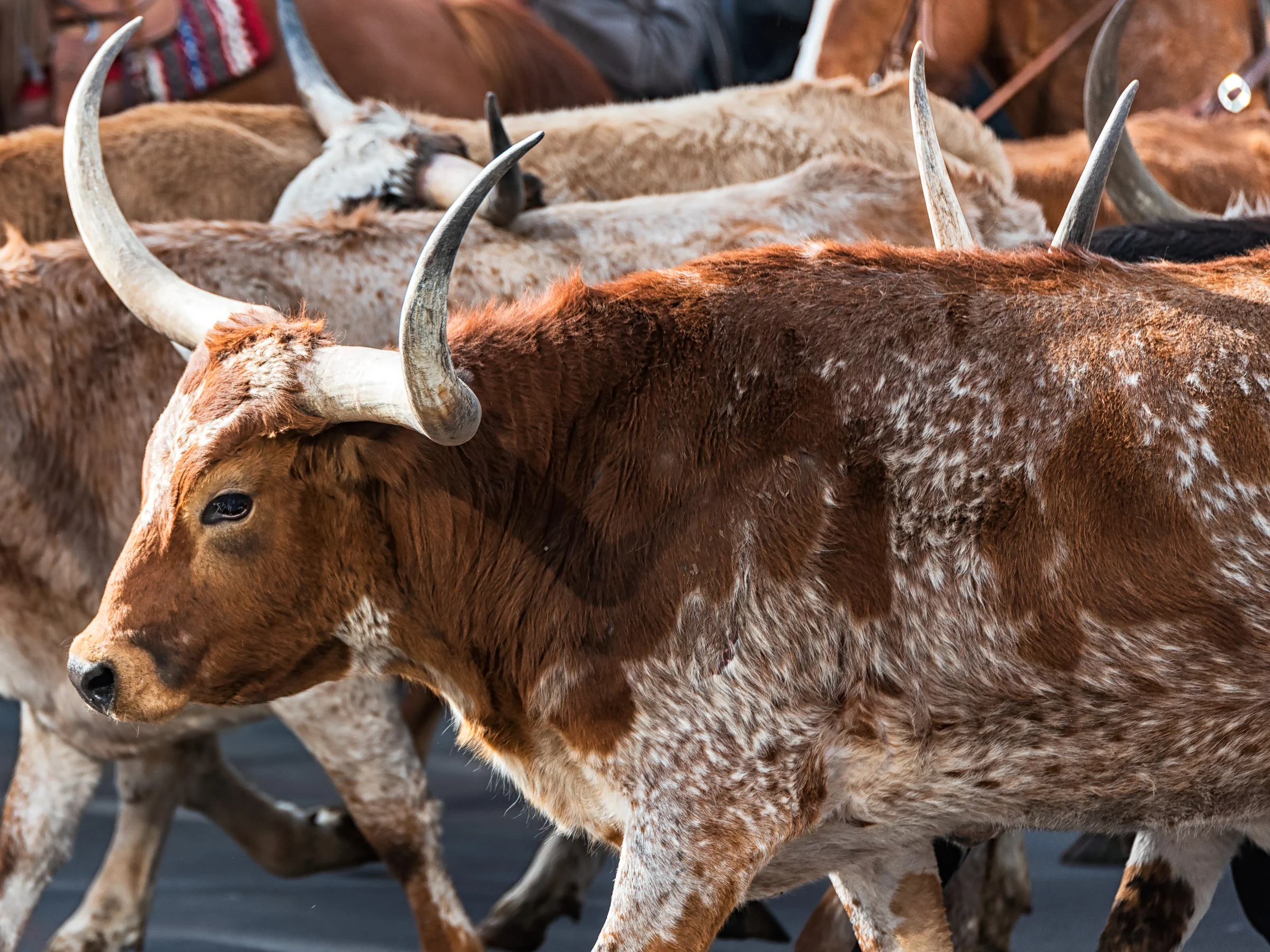 Longhorn Steer