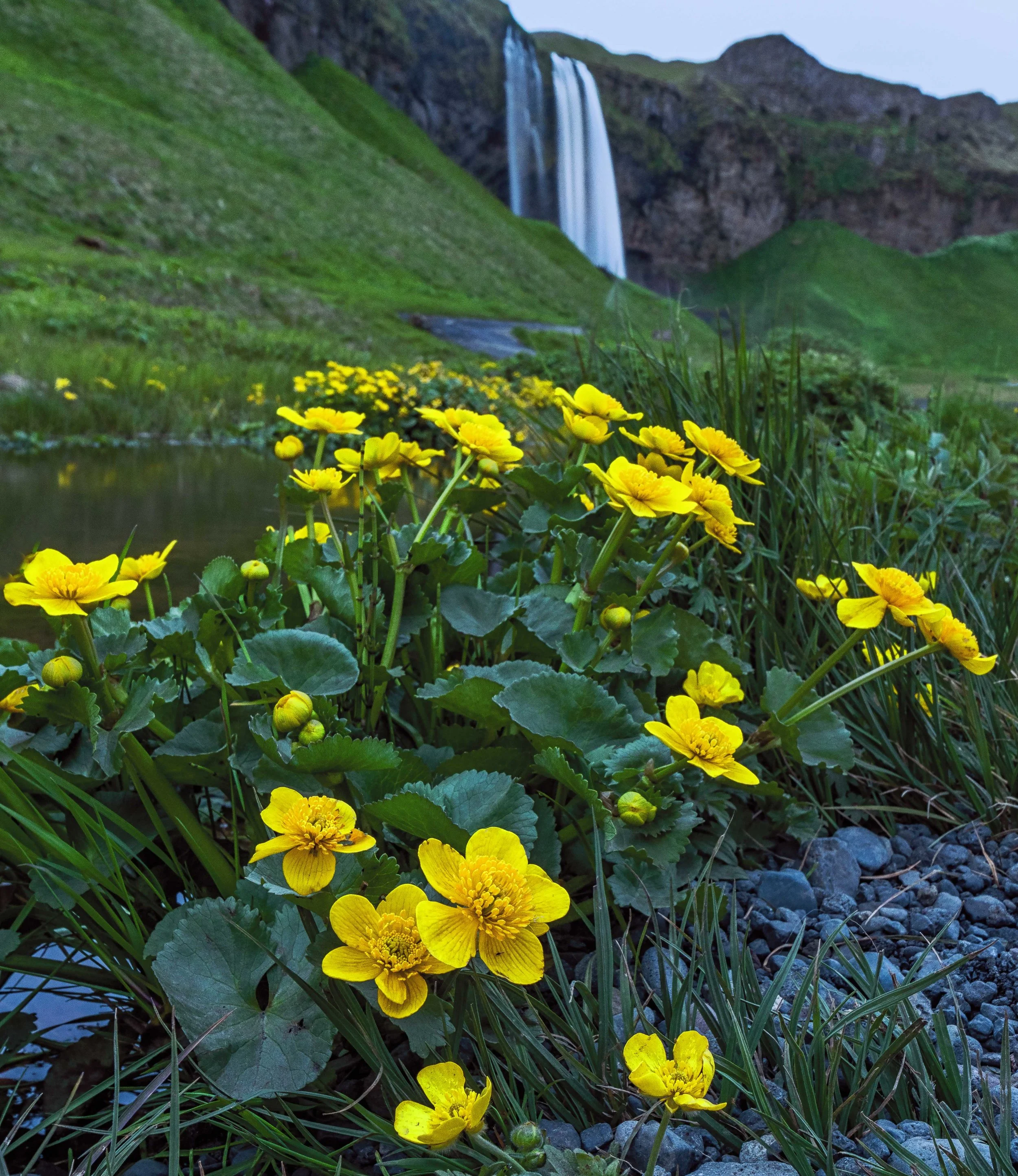 Yellow flowers at Seljalandsfoss