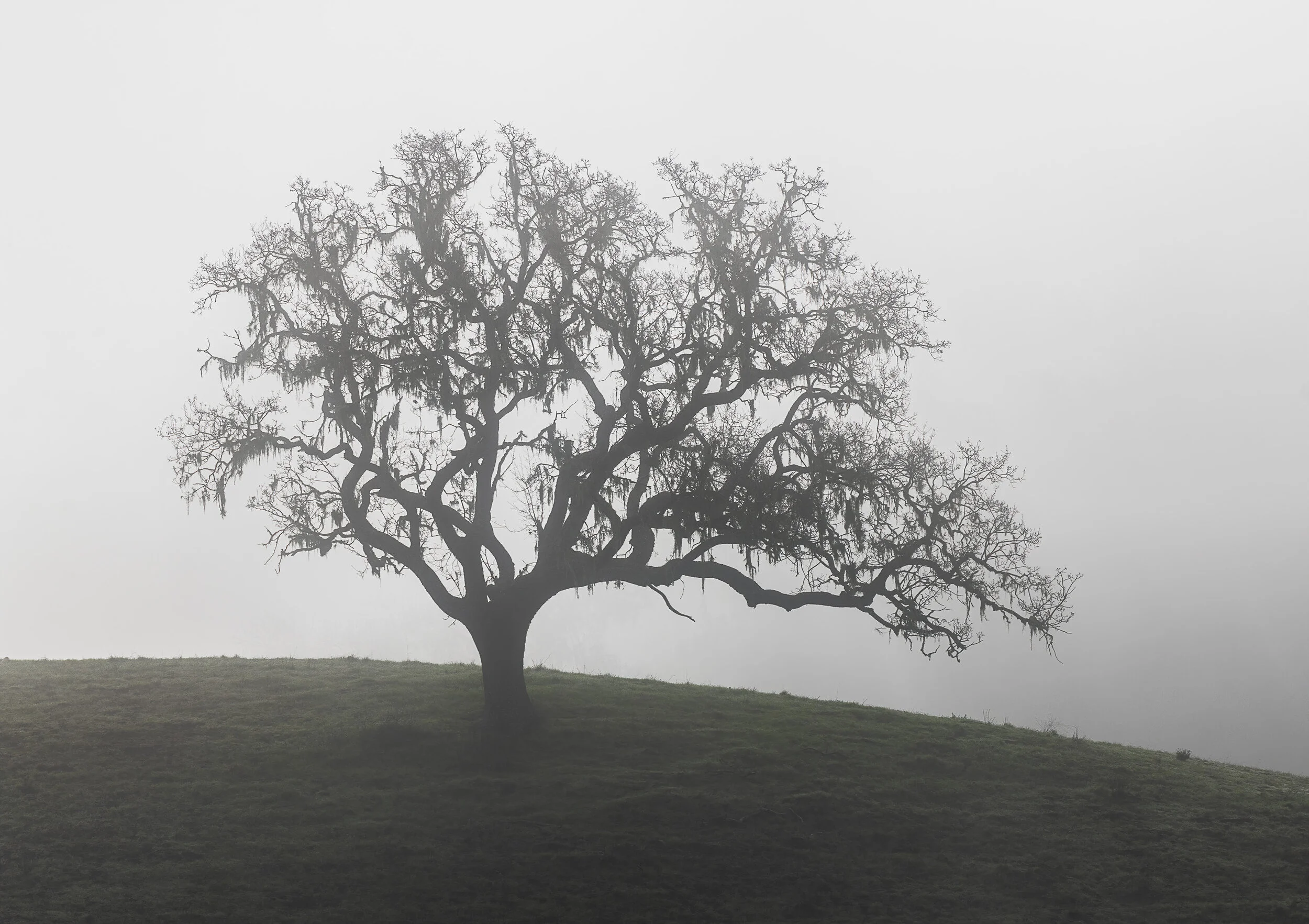 Tree in the Fog