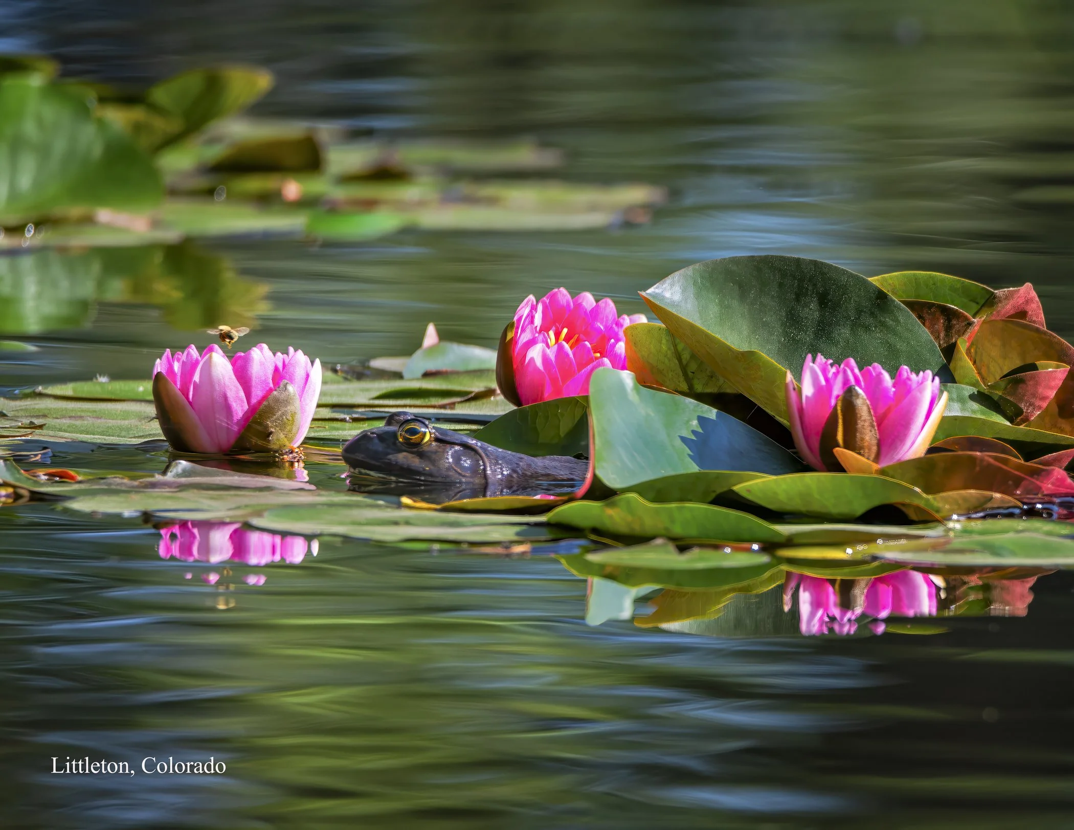 Calendar 2026 - Small Files-208.jpg