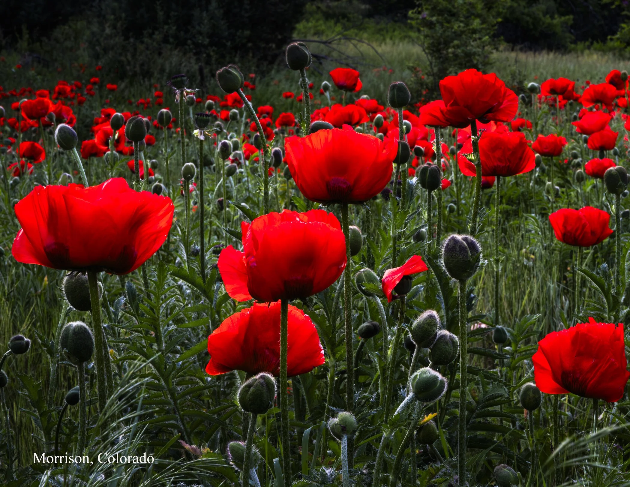 Calendar 2026 - Small Files-207.jpg