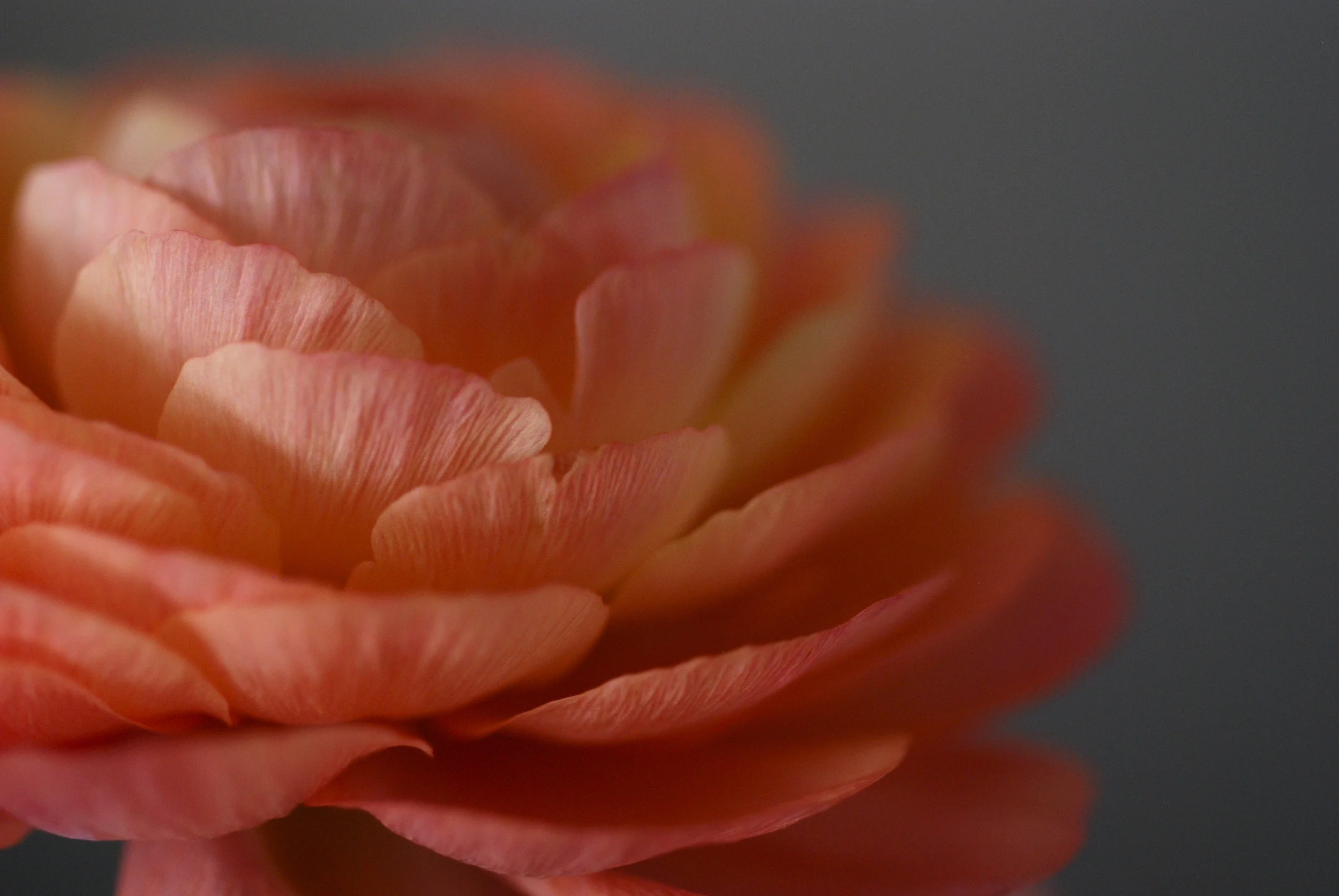 bloom - 03.jpg