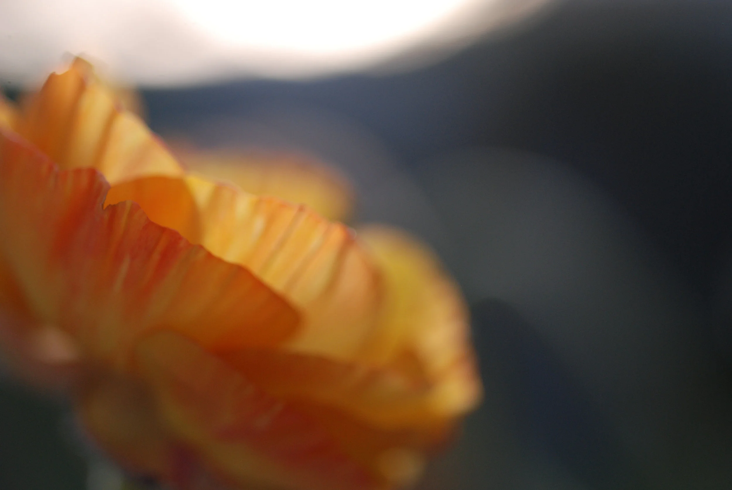 bloom - 11.jpg