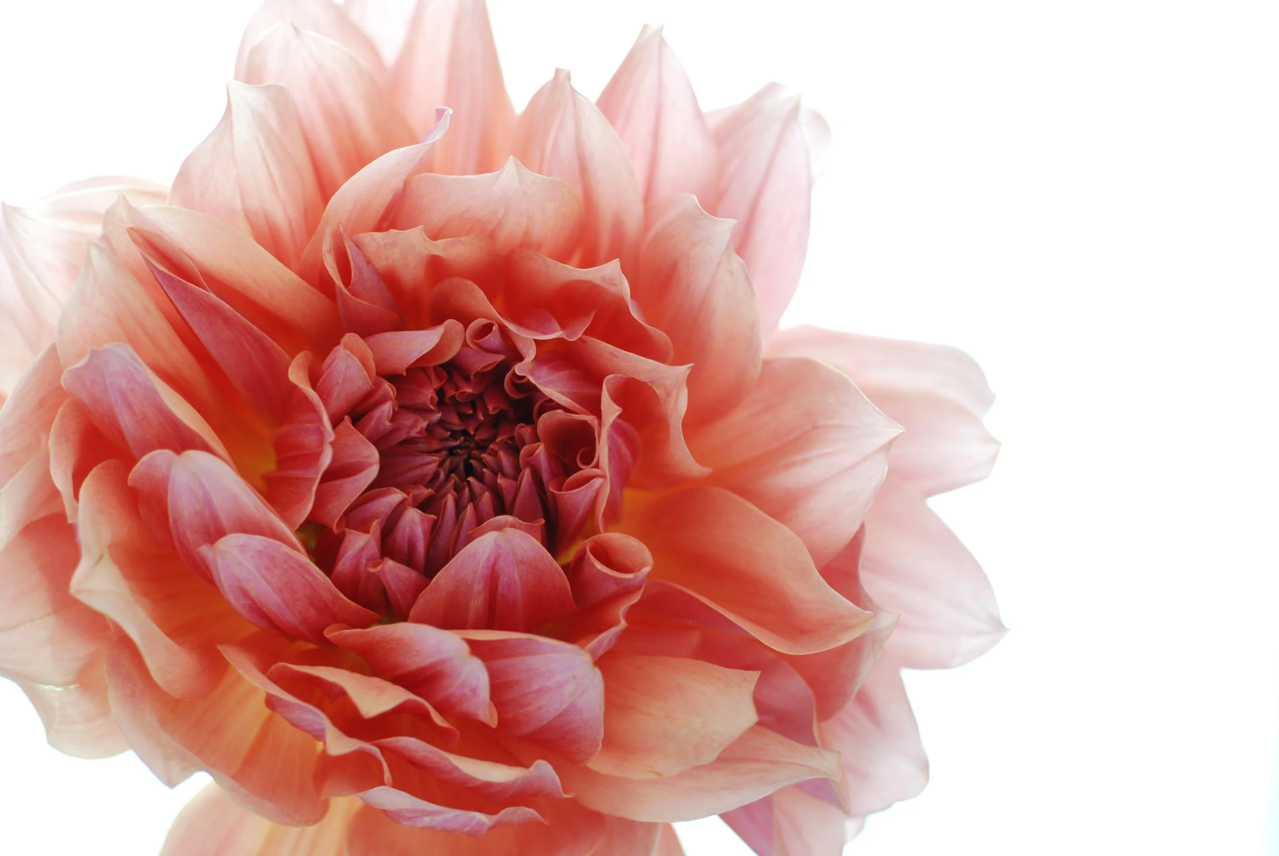 bloom - 16.jpg